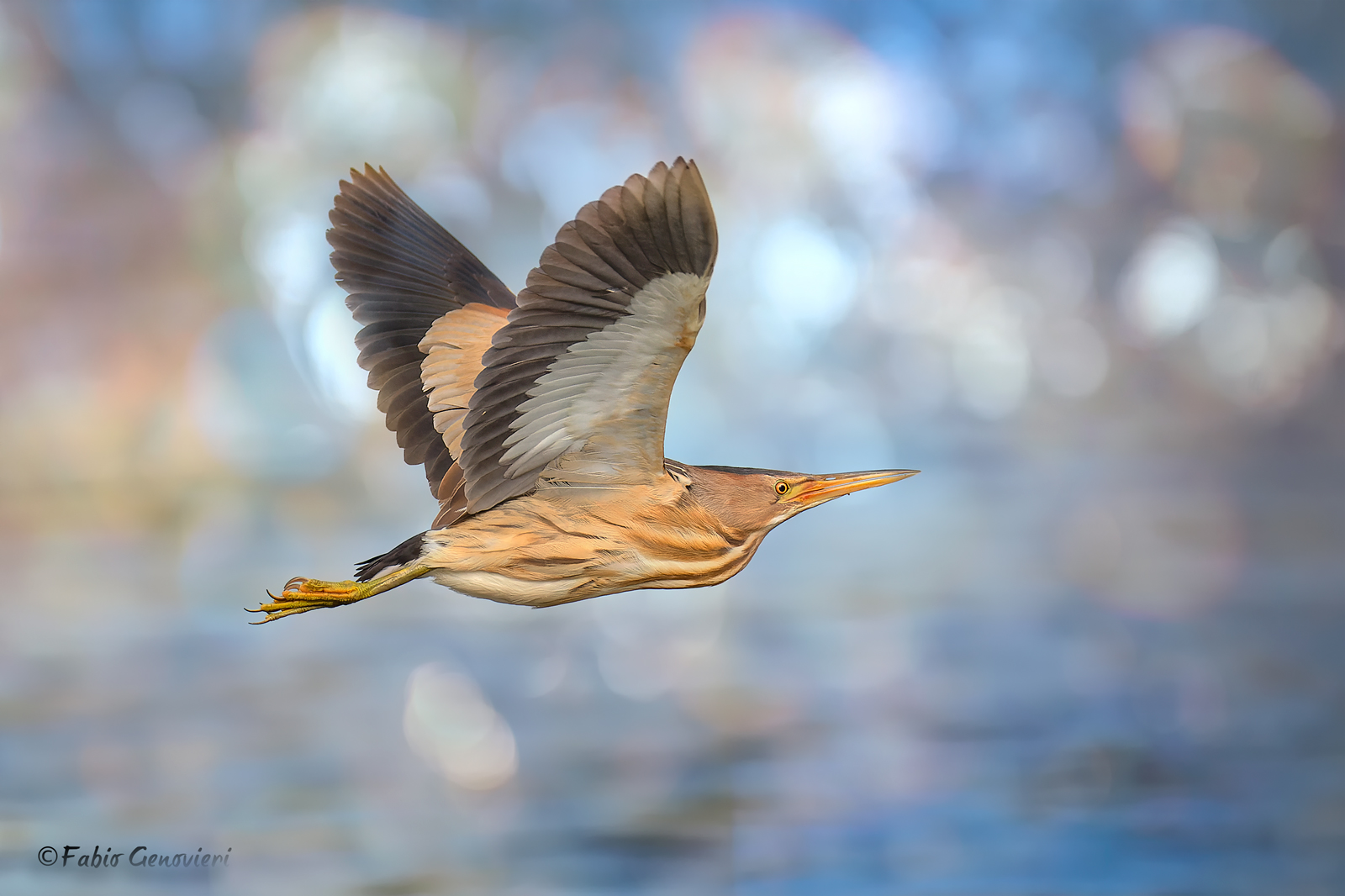 Bittern