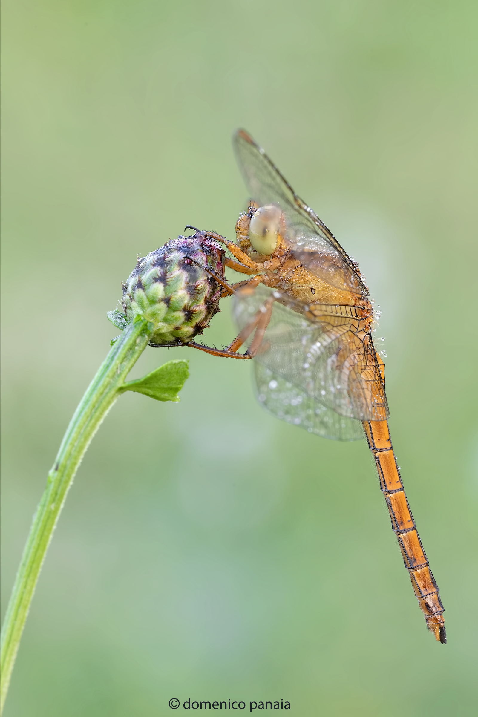Orthetrum coerulescens young male