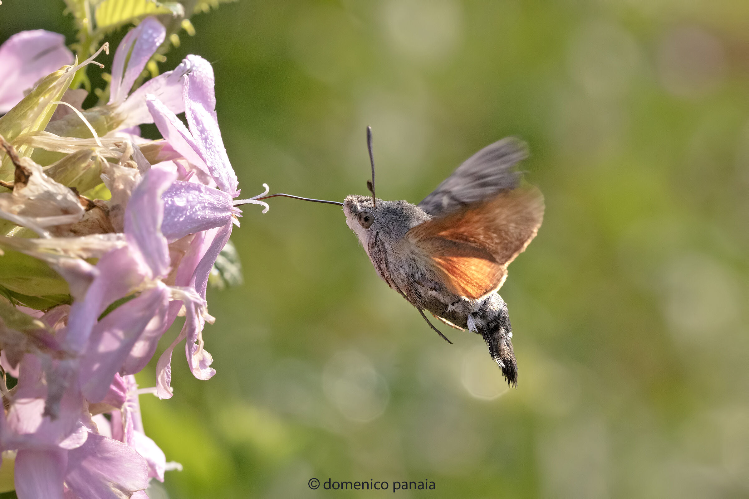 macroglossum stellatarum