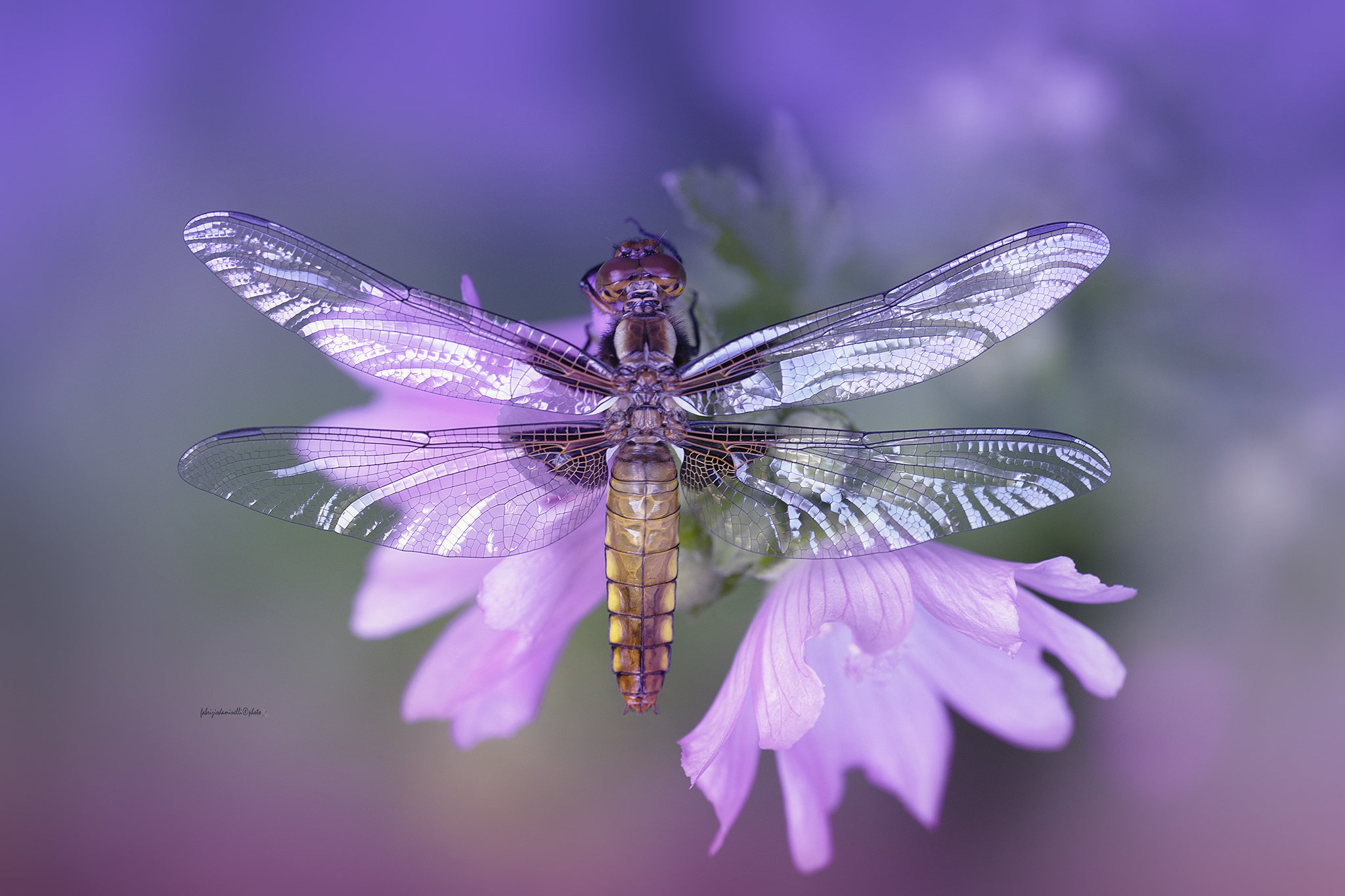 Depressed dragonfly - female