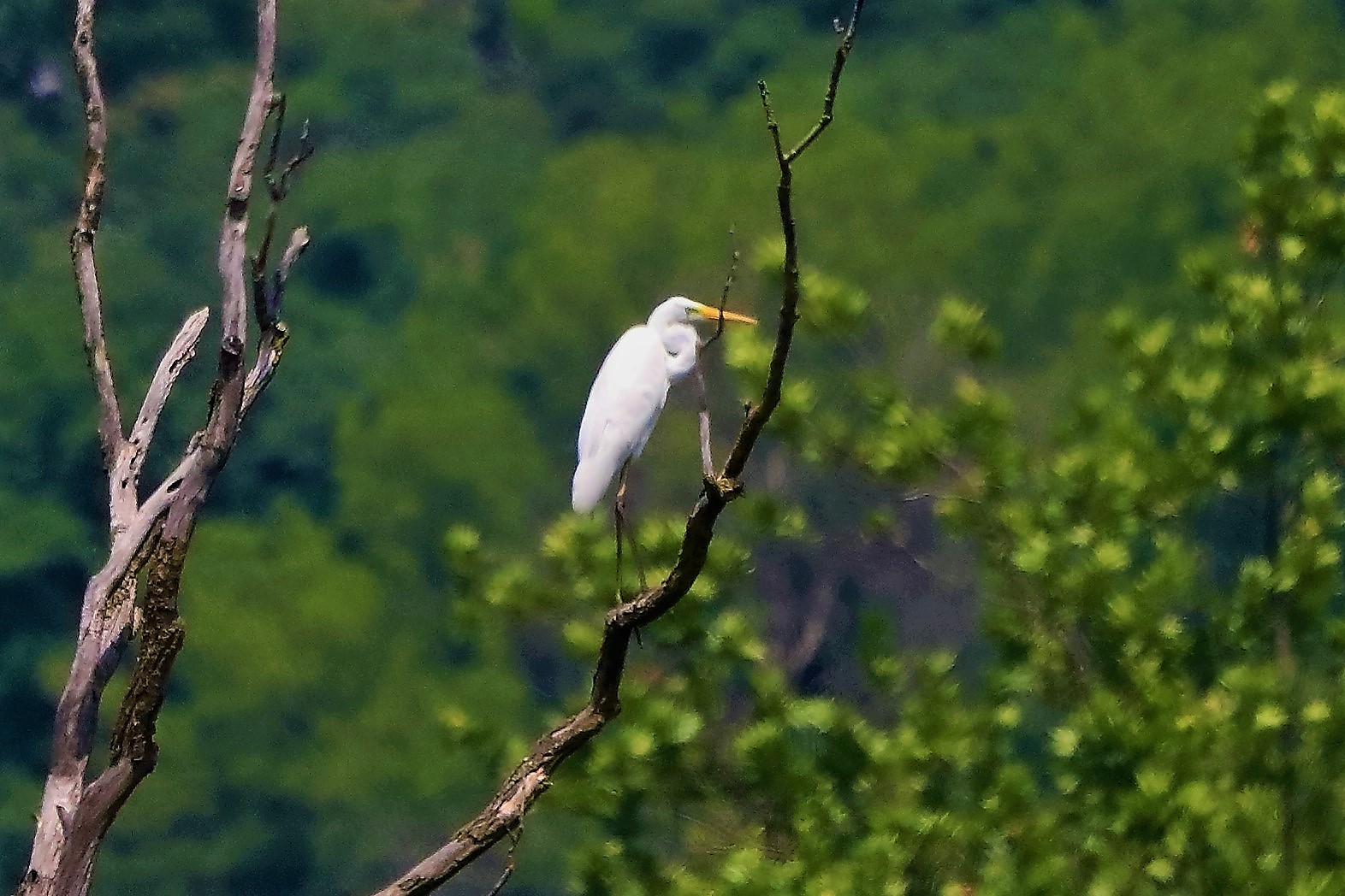 bianco maggiore 25-05-2022