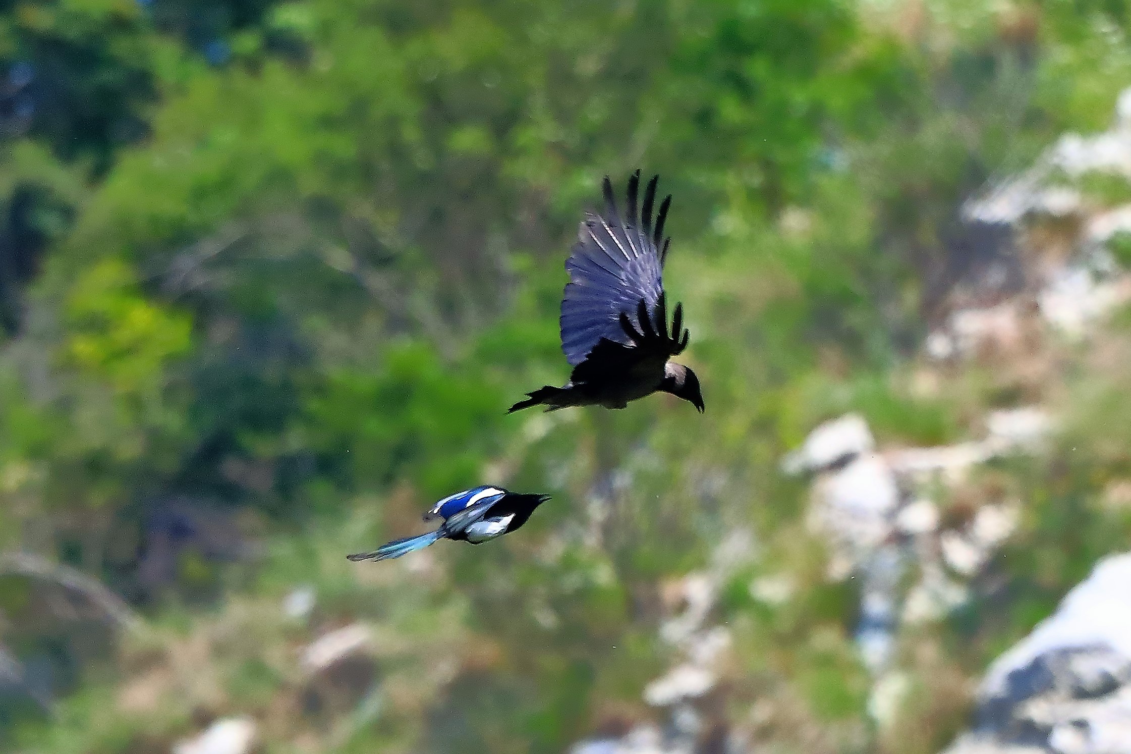 Gazza vs cornacchia 18-05-2022