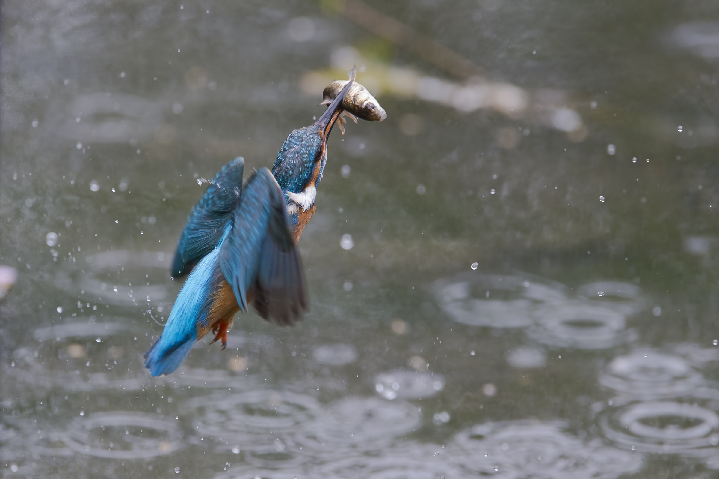 Martin pescatore (Alcedo atthis)