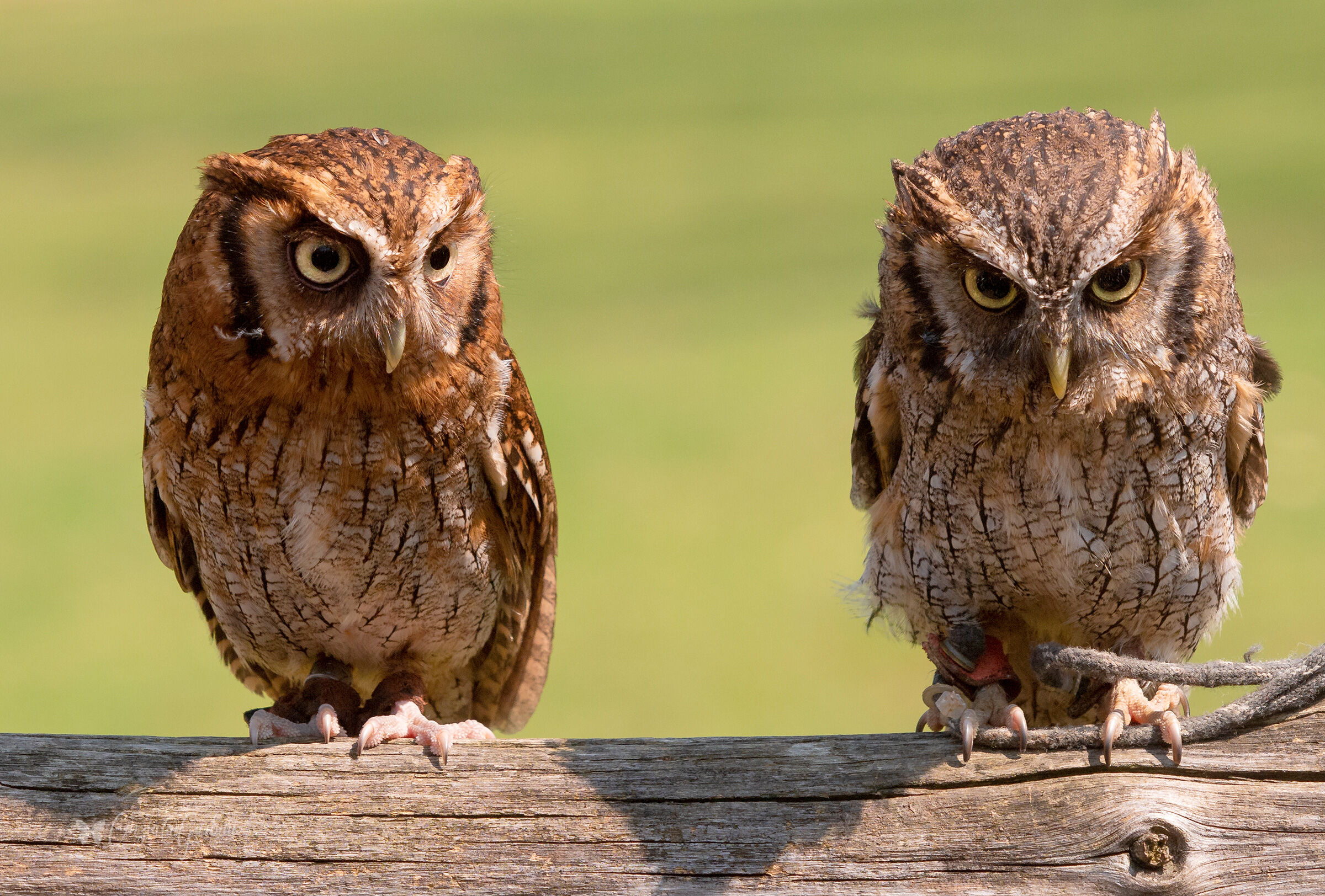 ancora tu?Ma non dovevi fotografarci piu?
