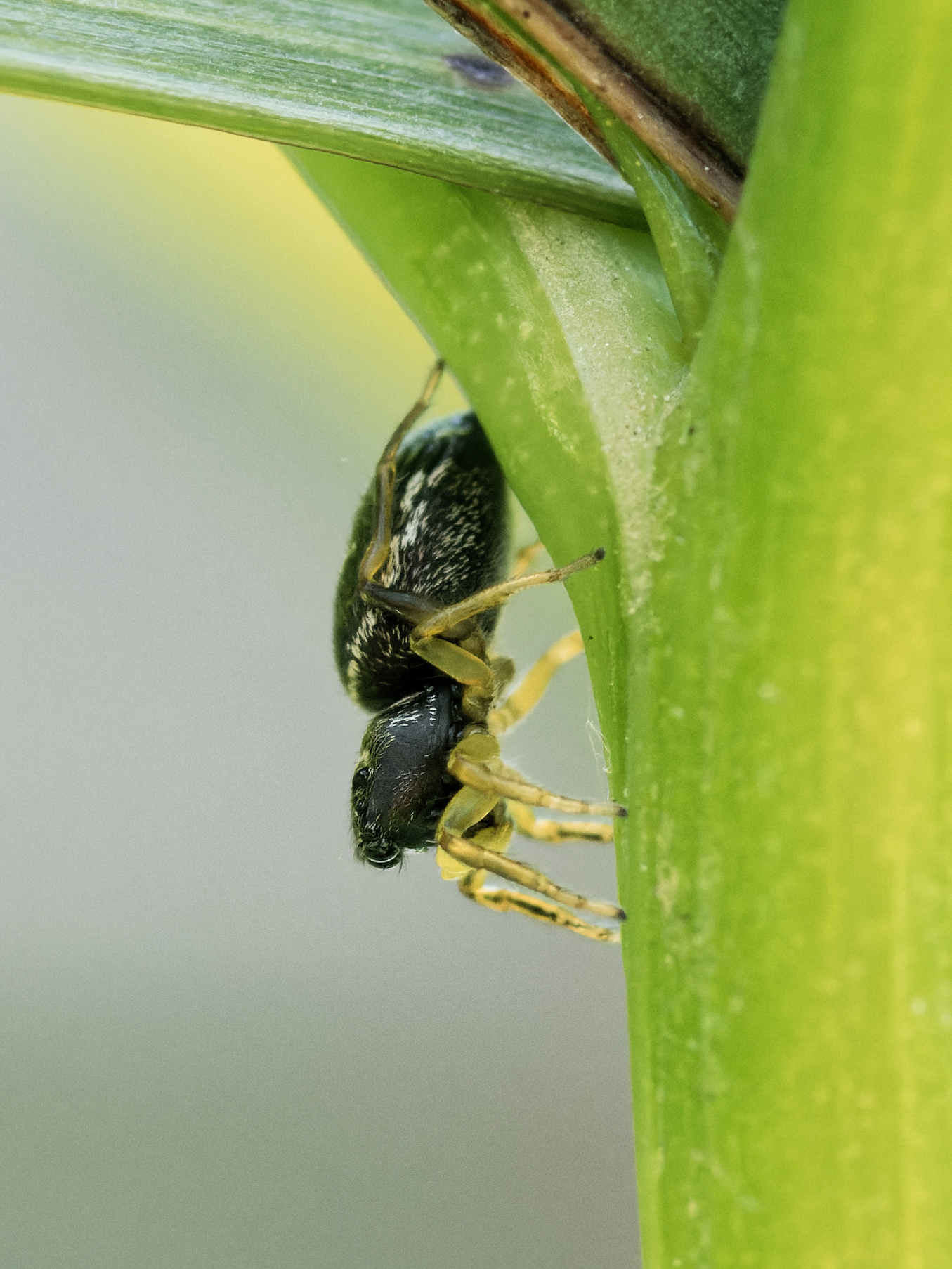 Heliophanus flavipes