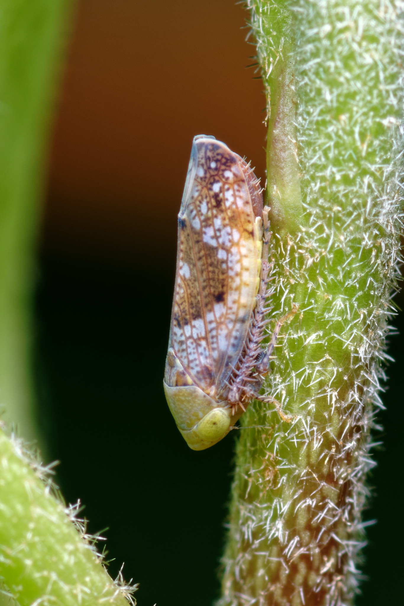 Fieberiella