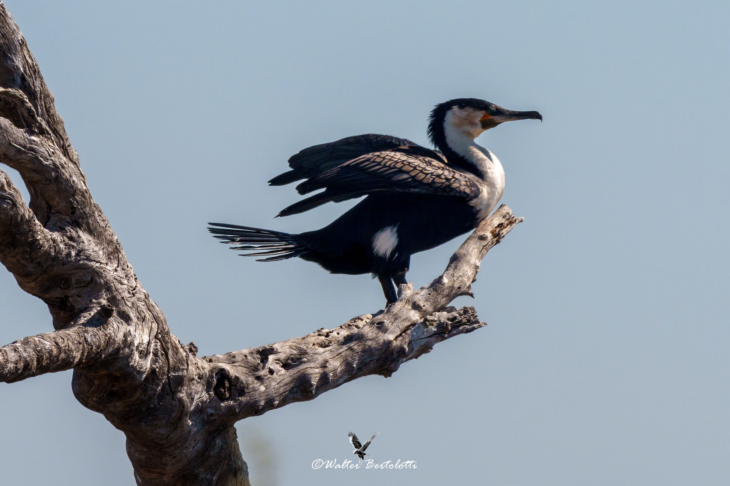 cormorano petto bianco