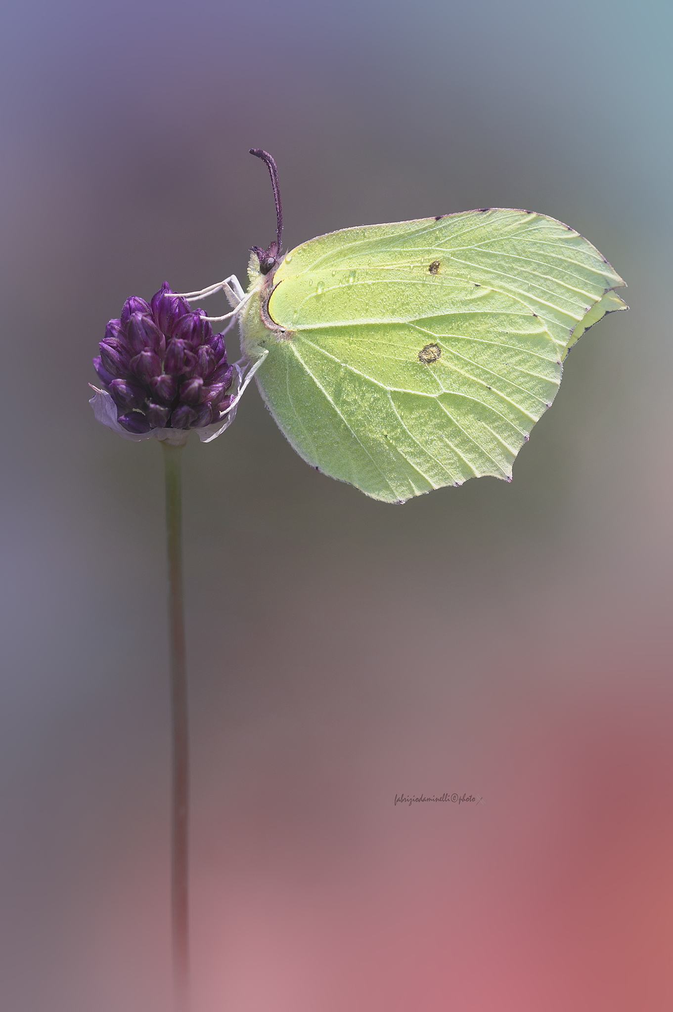 Cedar - Gonepteryx rhamni