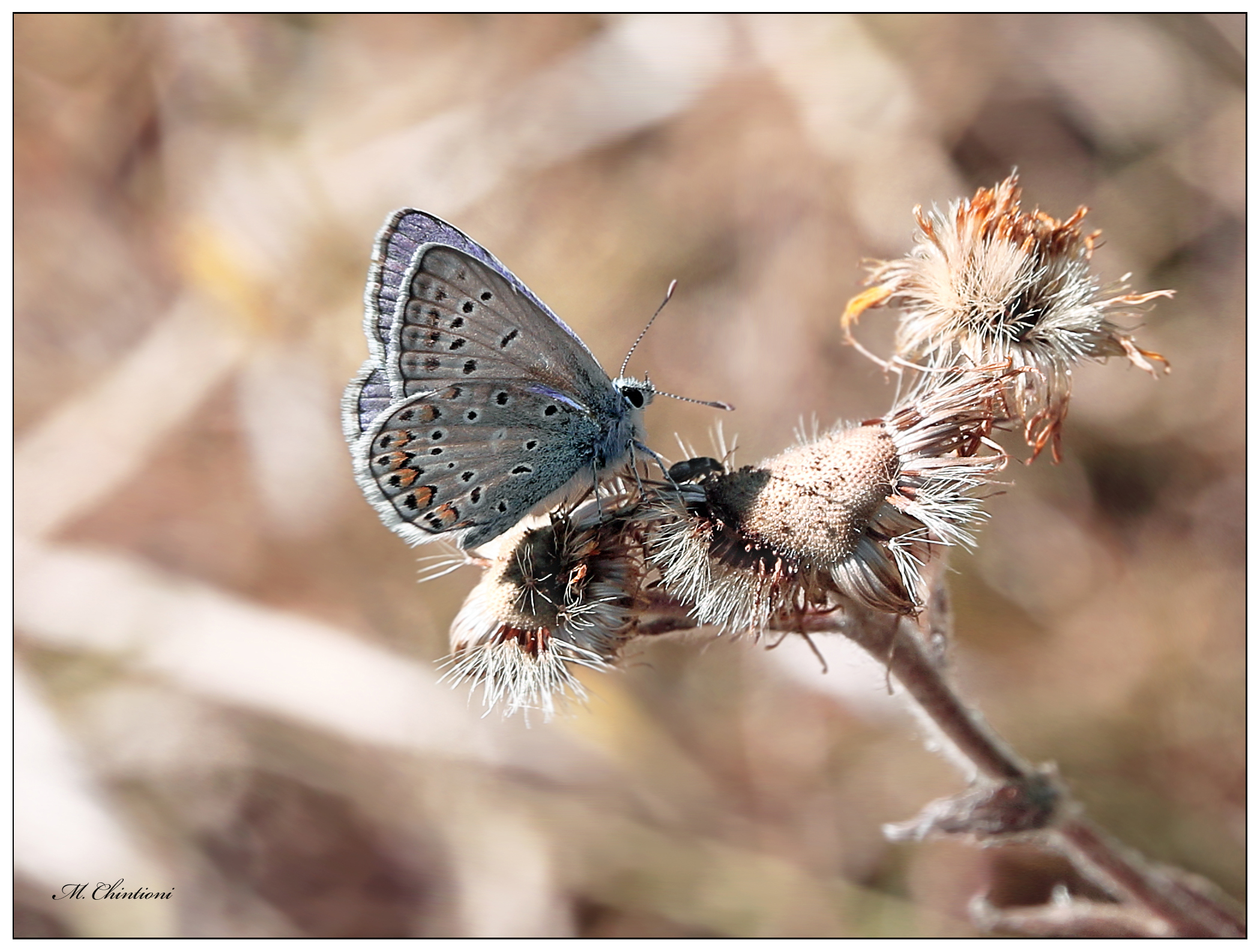 Polyomatus (......?)