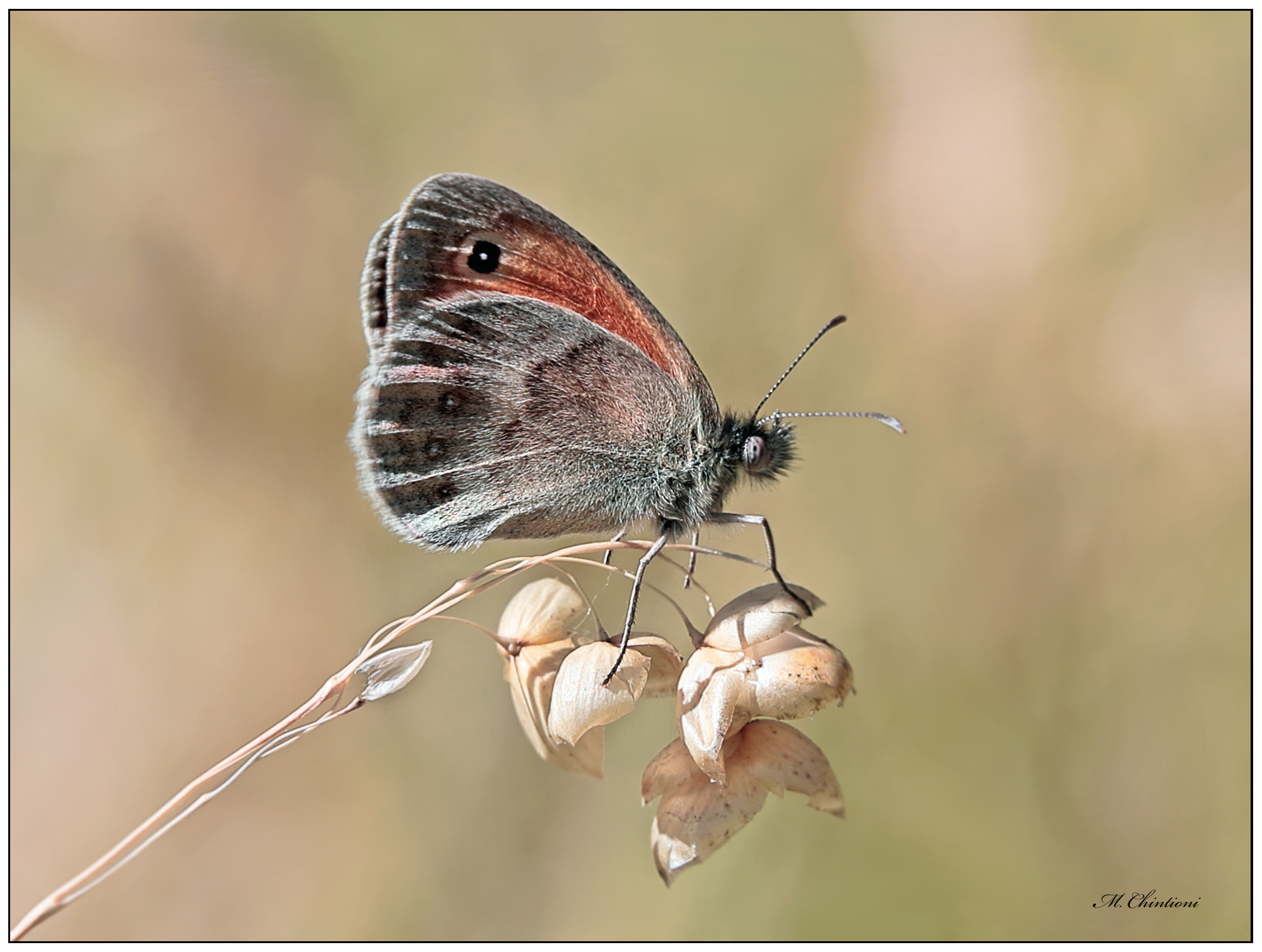 Coenonympha tullia (?)