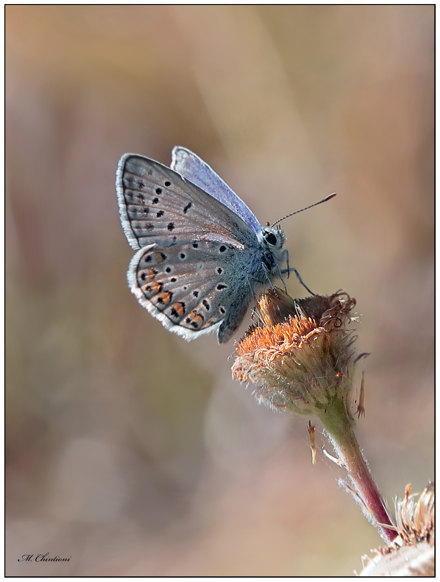 Polyomatus (......?)