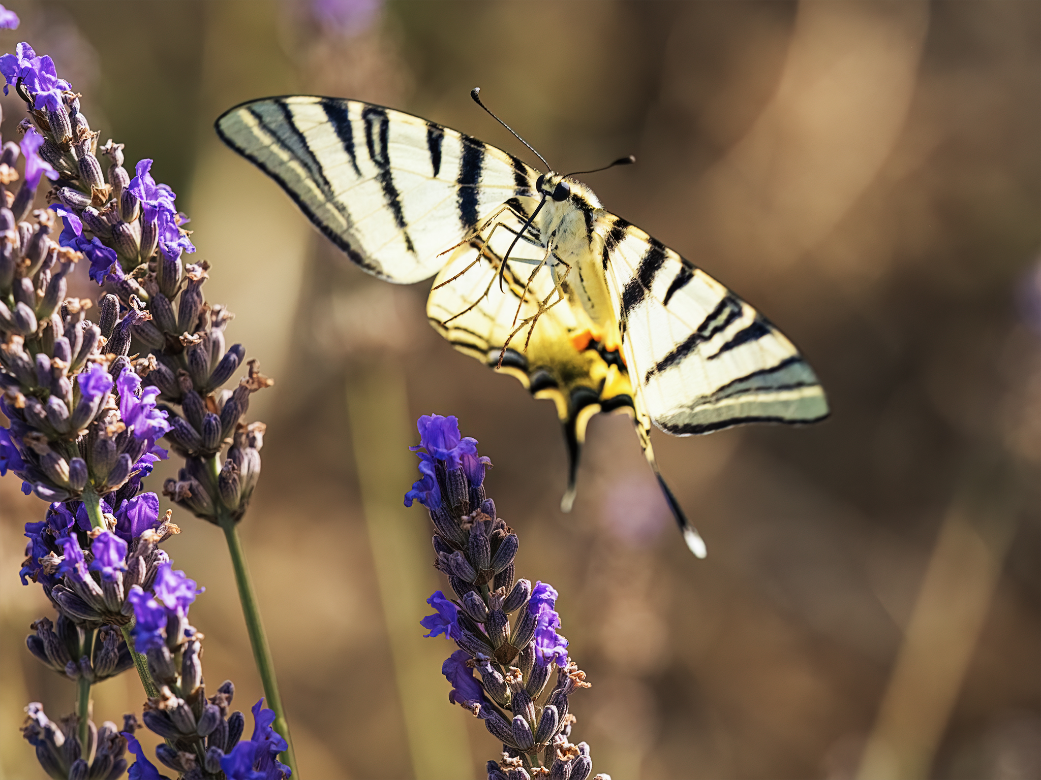 Scarce swallowtail