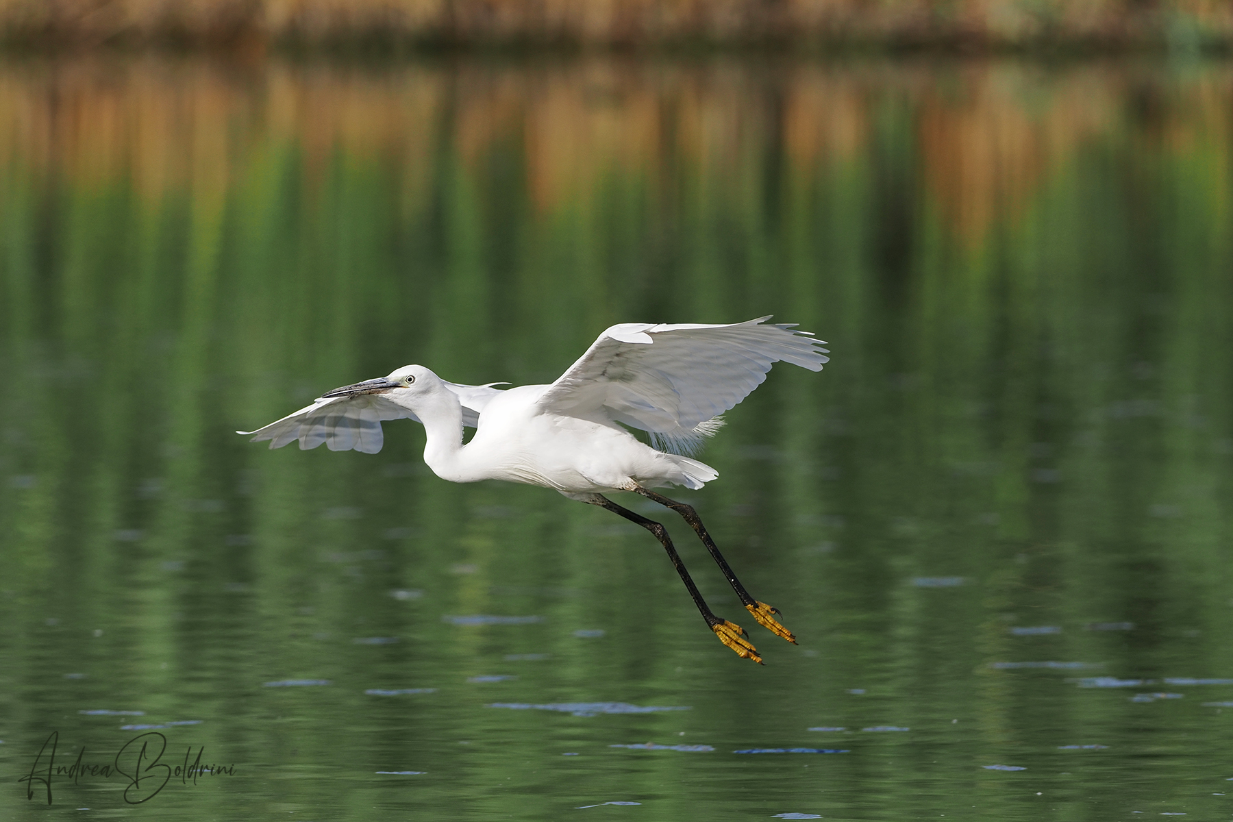 Egret