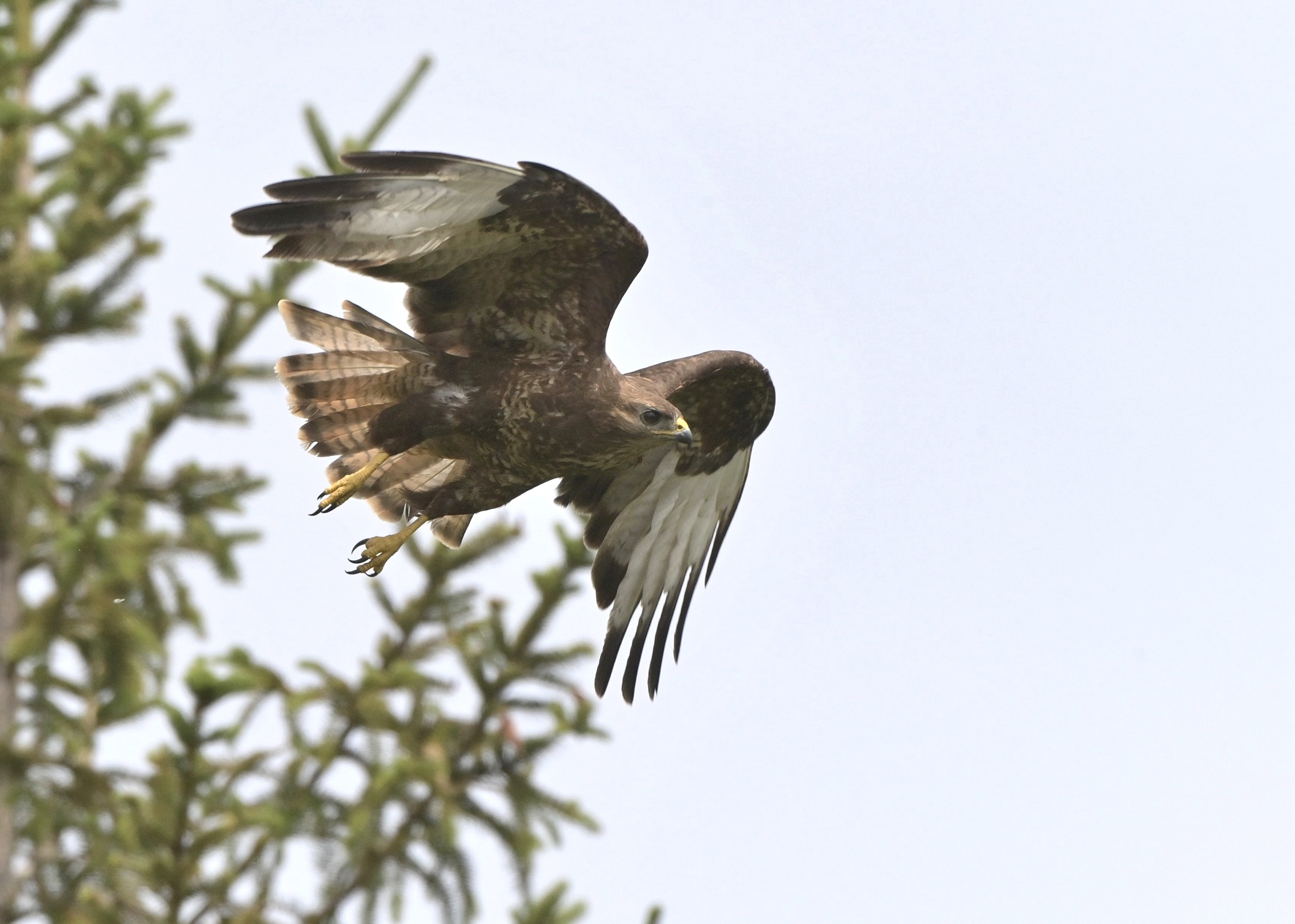 Buzzard