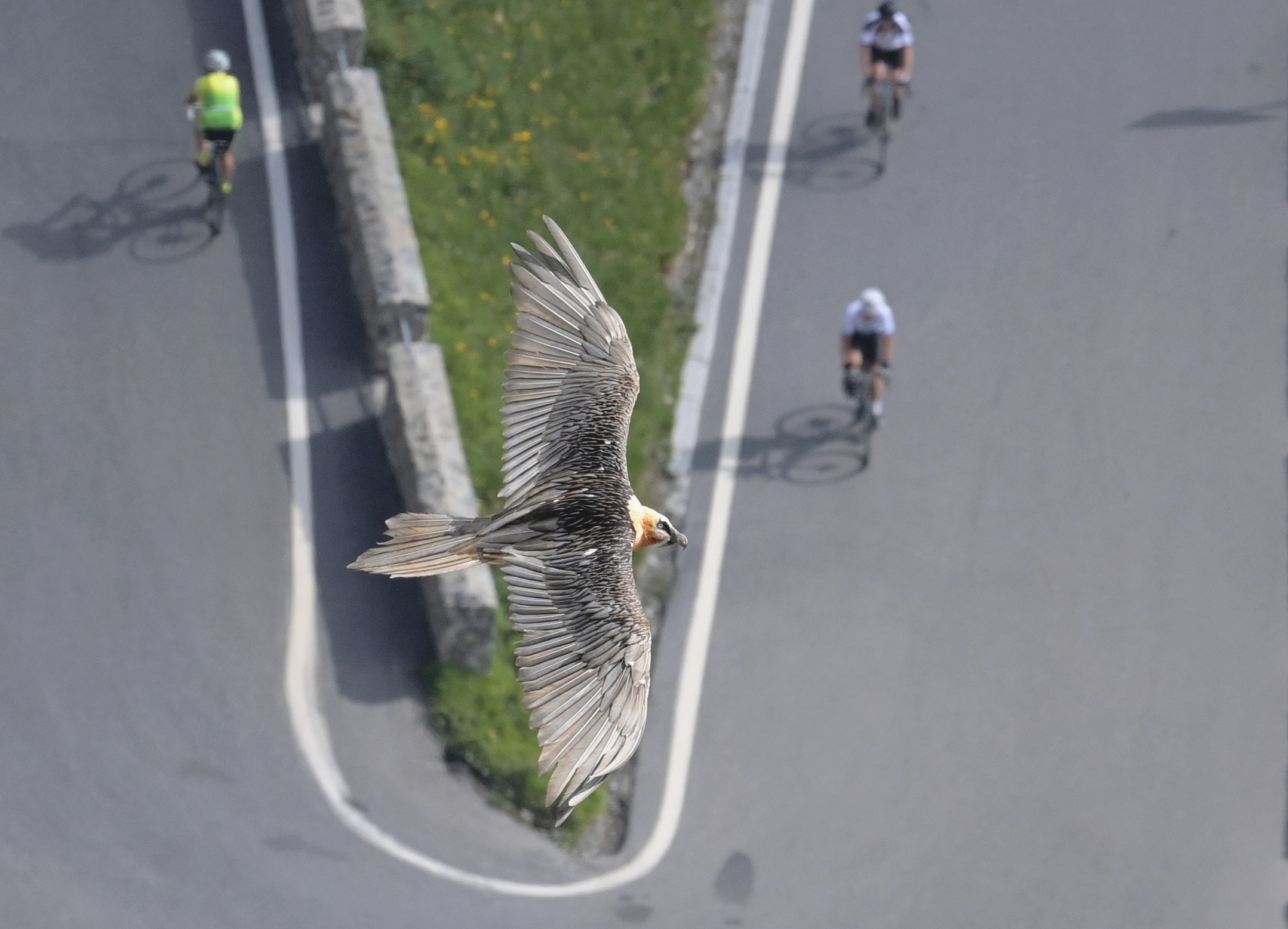 gipeto controlla la gara dei ciclisti