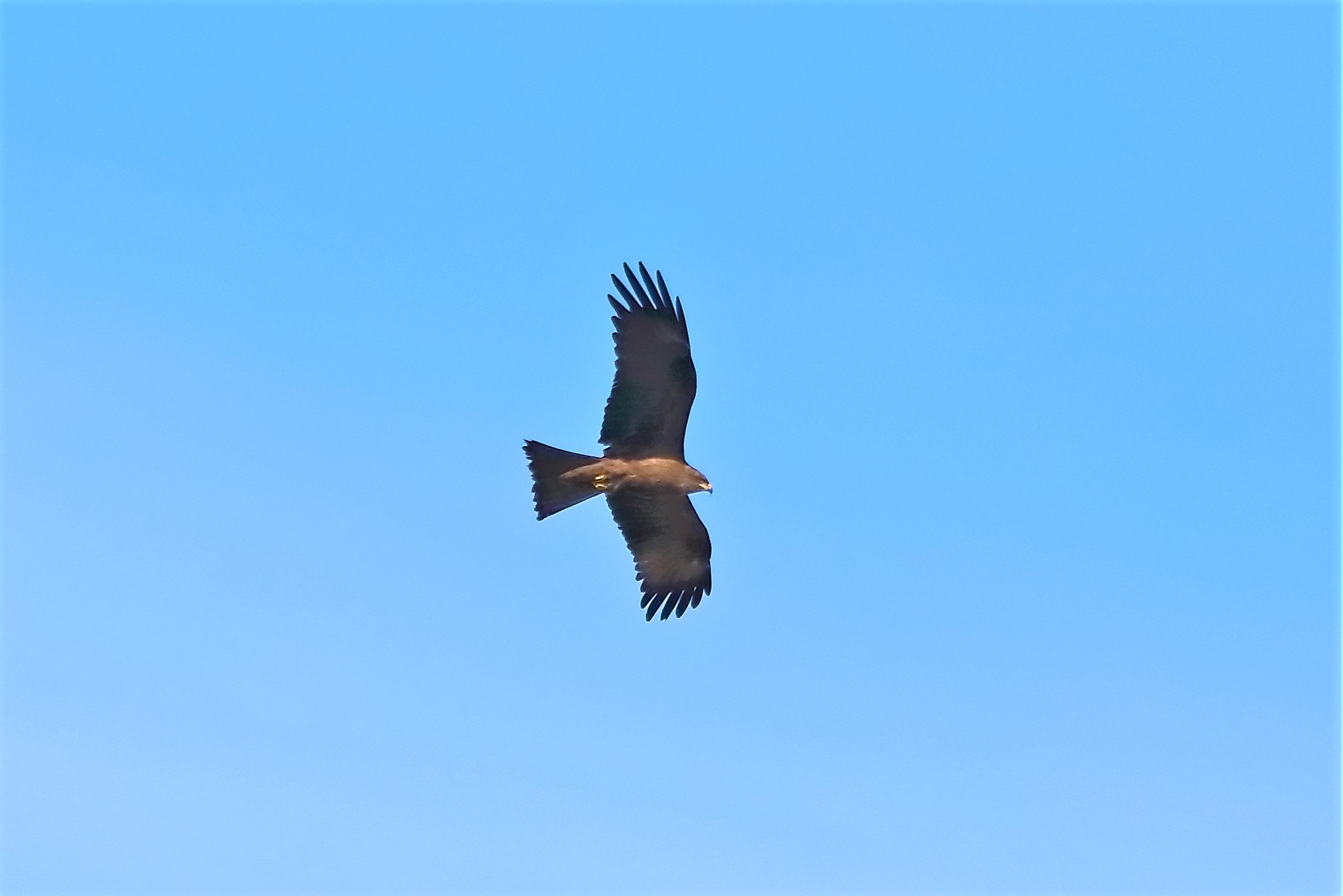 nibbio bruno 17-05-2022