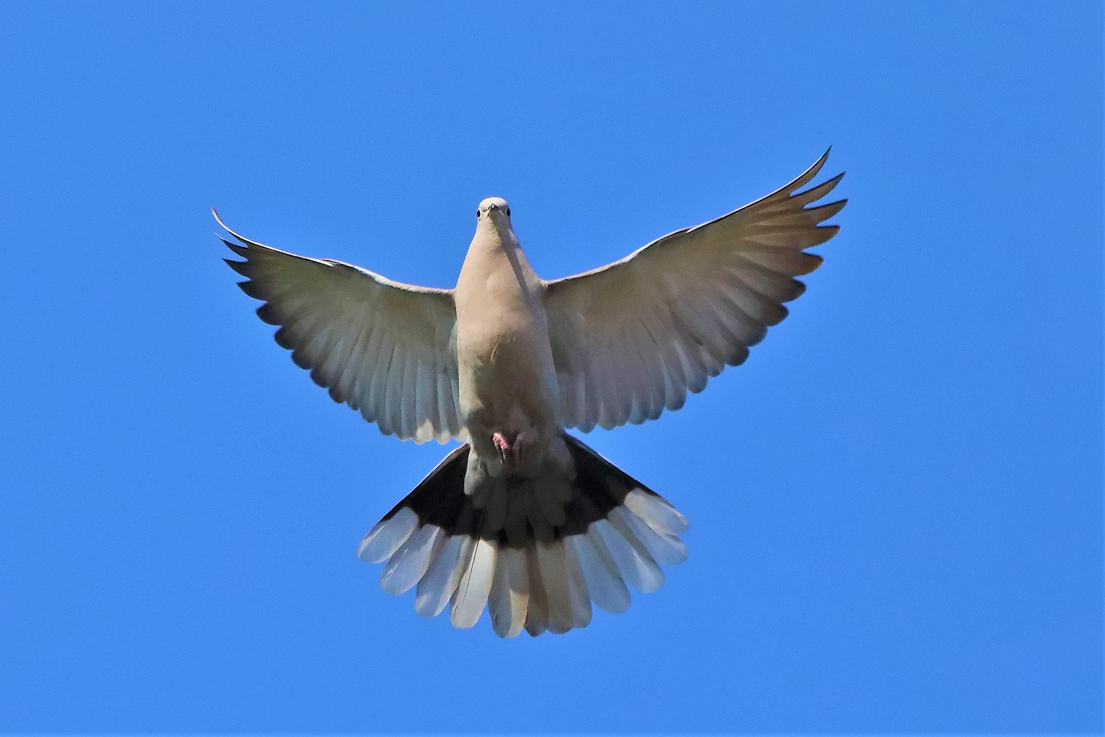 colombaccio 17-05-2022