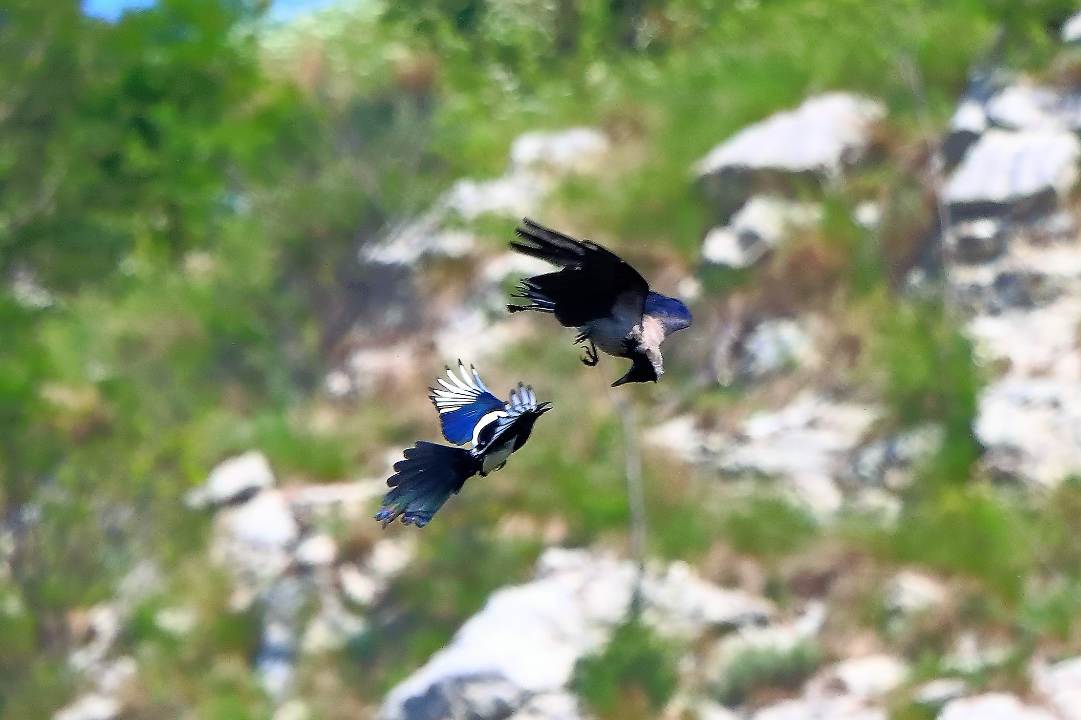 Gazza vs cornacchia 18-05-2022