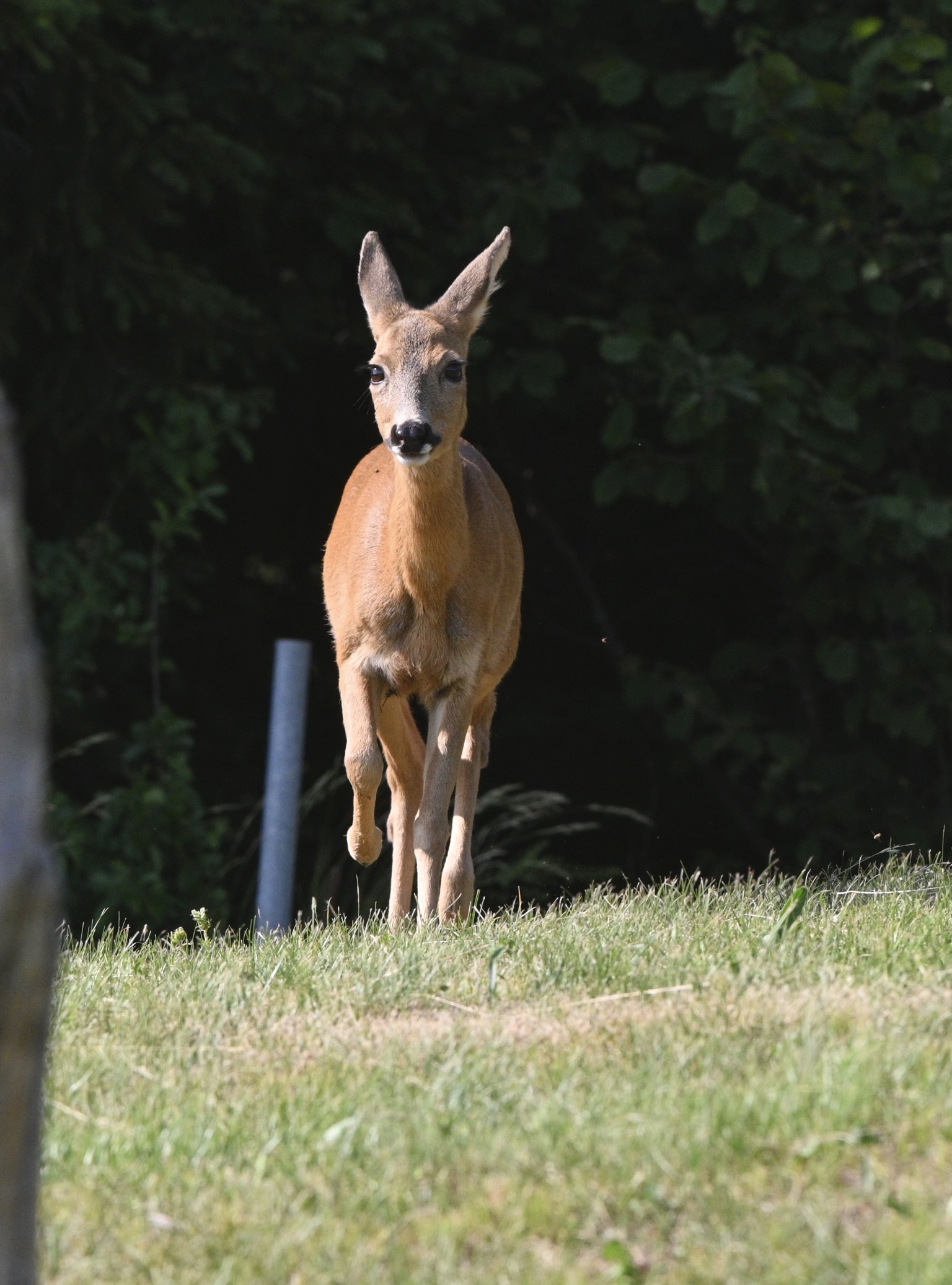 Capriolo