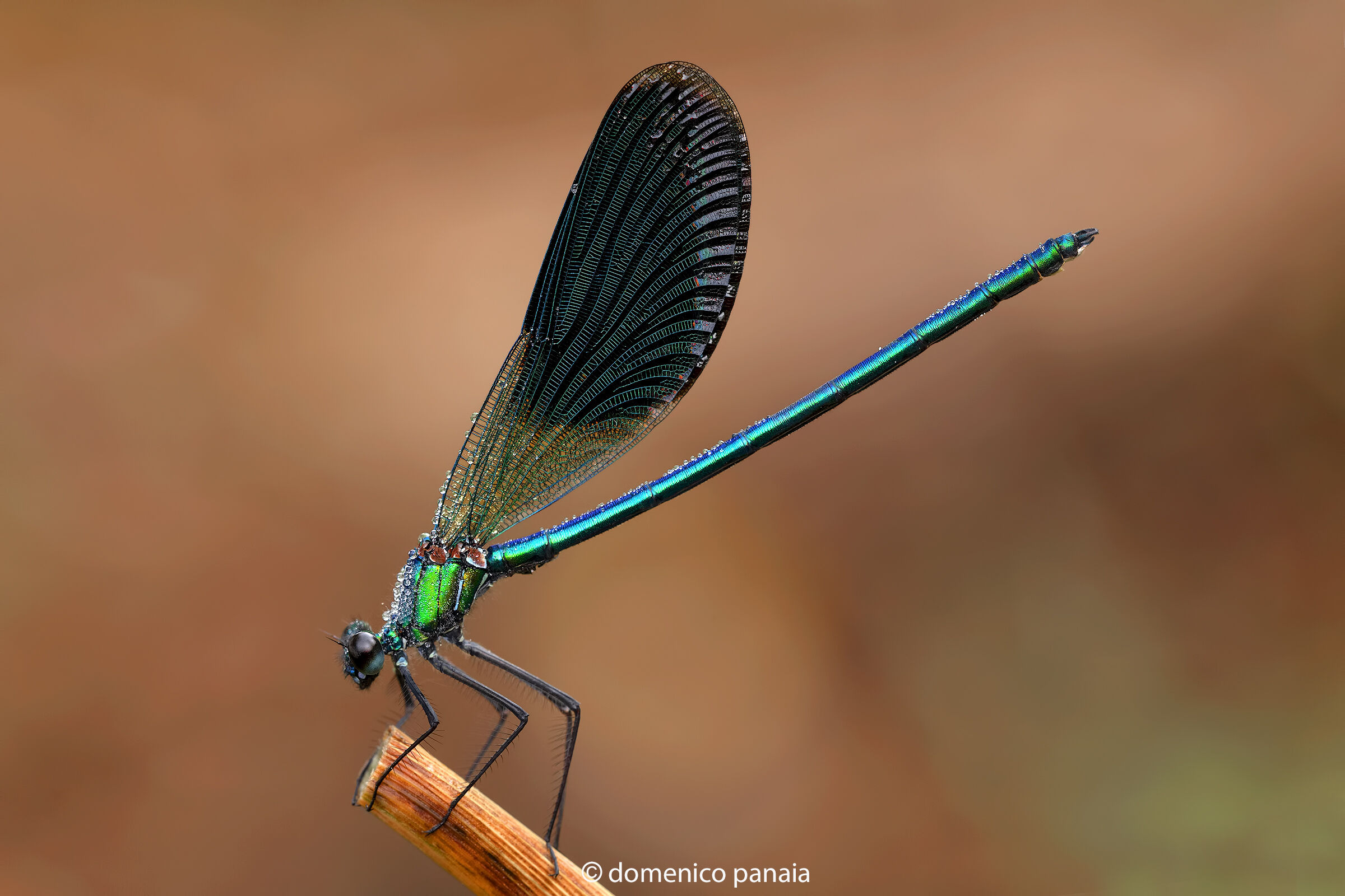 calopteryx splendens male