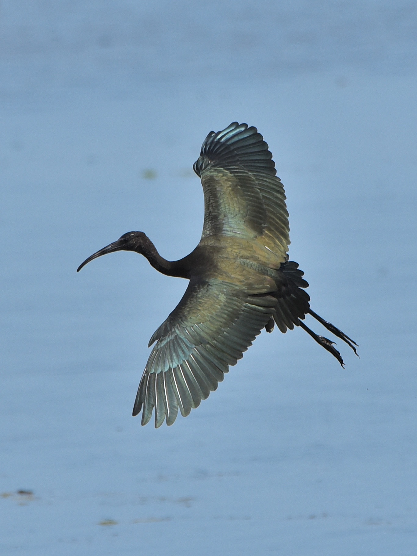 Mignattaio at Lake Trasimeno