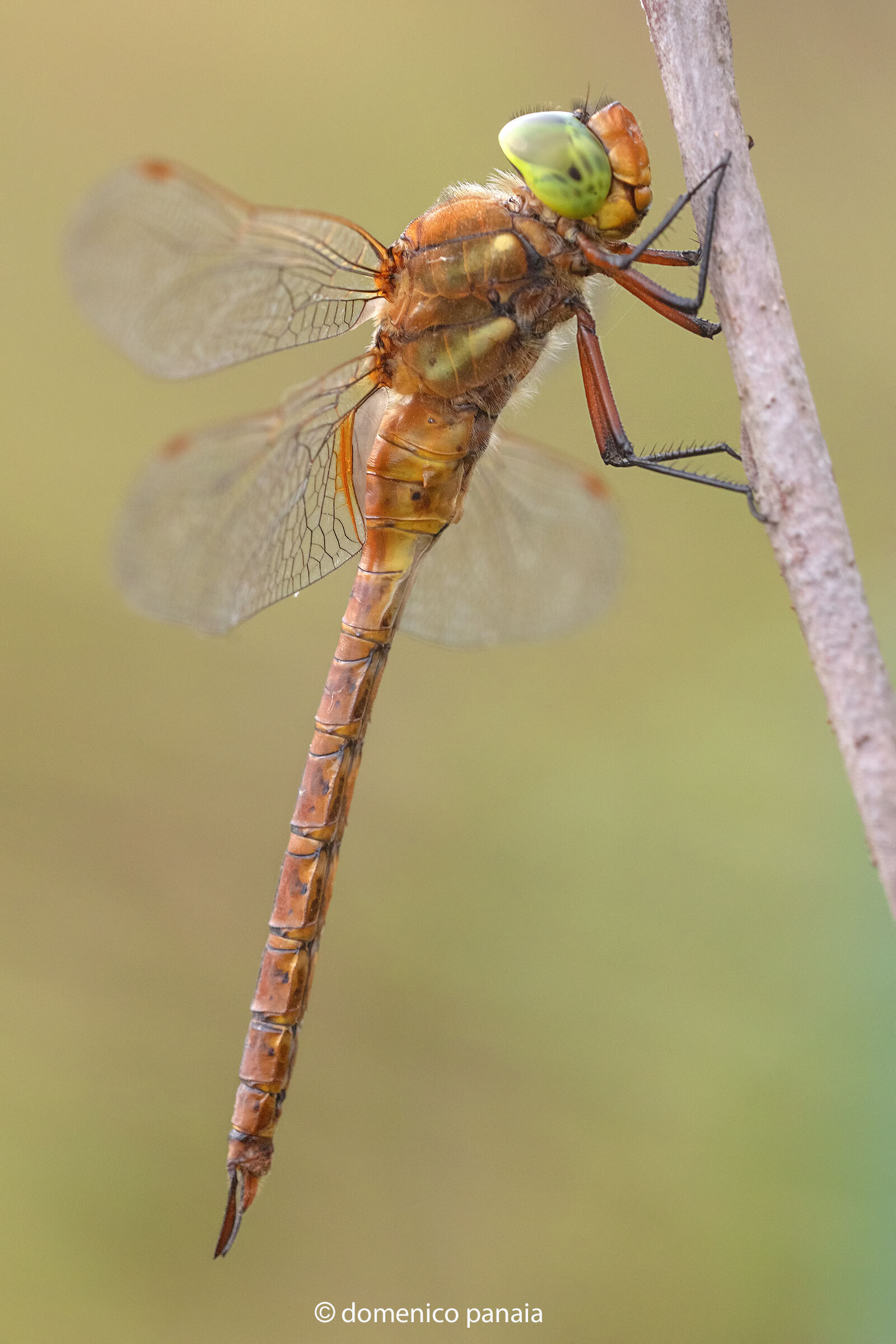 aeshna isoceles