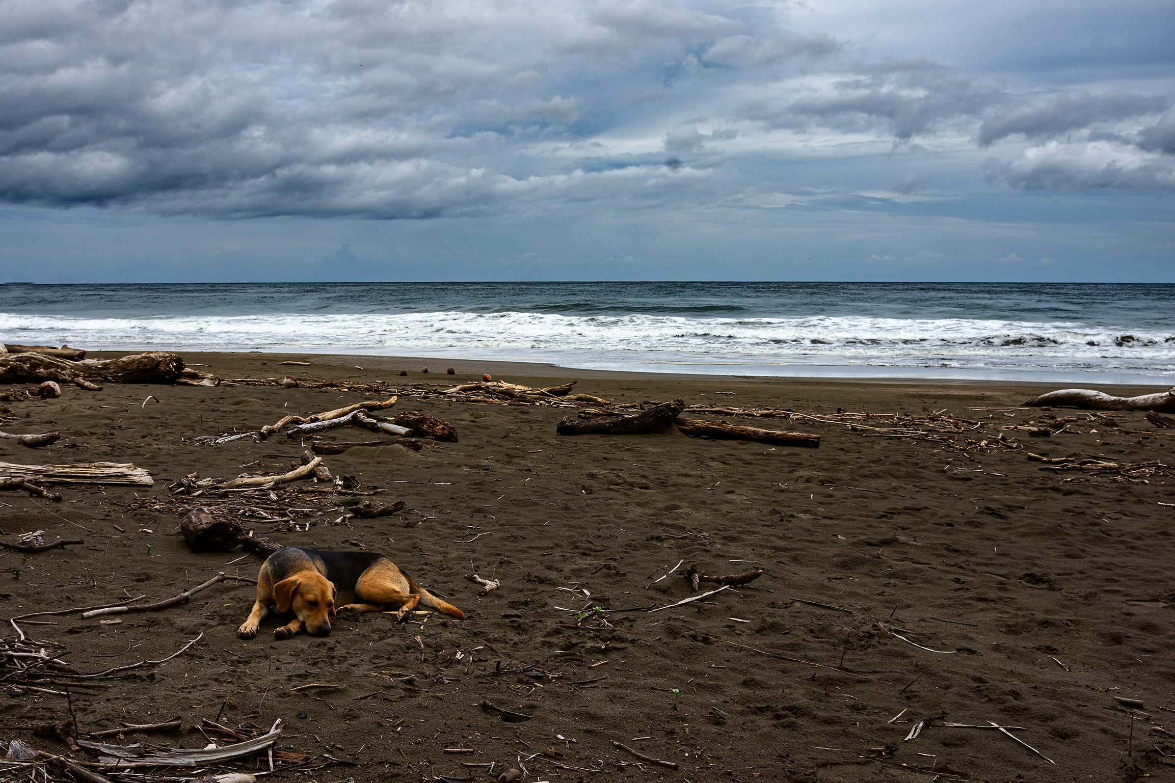 Little dog by the sea