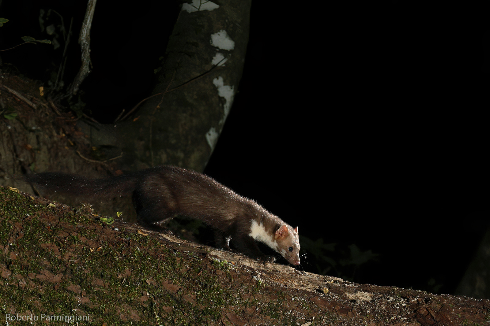 Passi furtivi nella notte