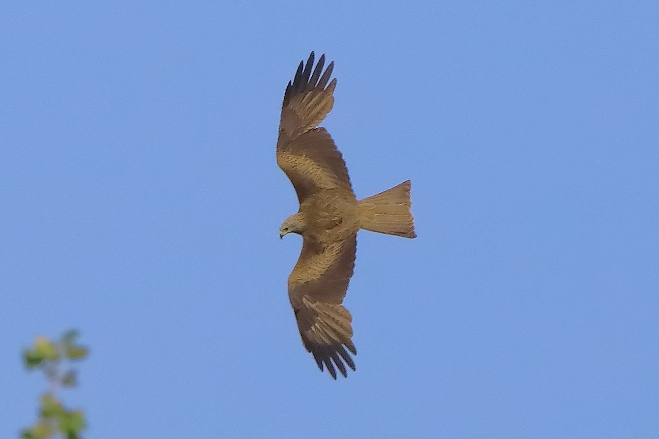 Nibbio bruno 06-06-2022