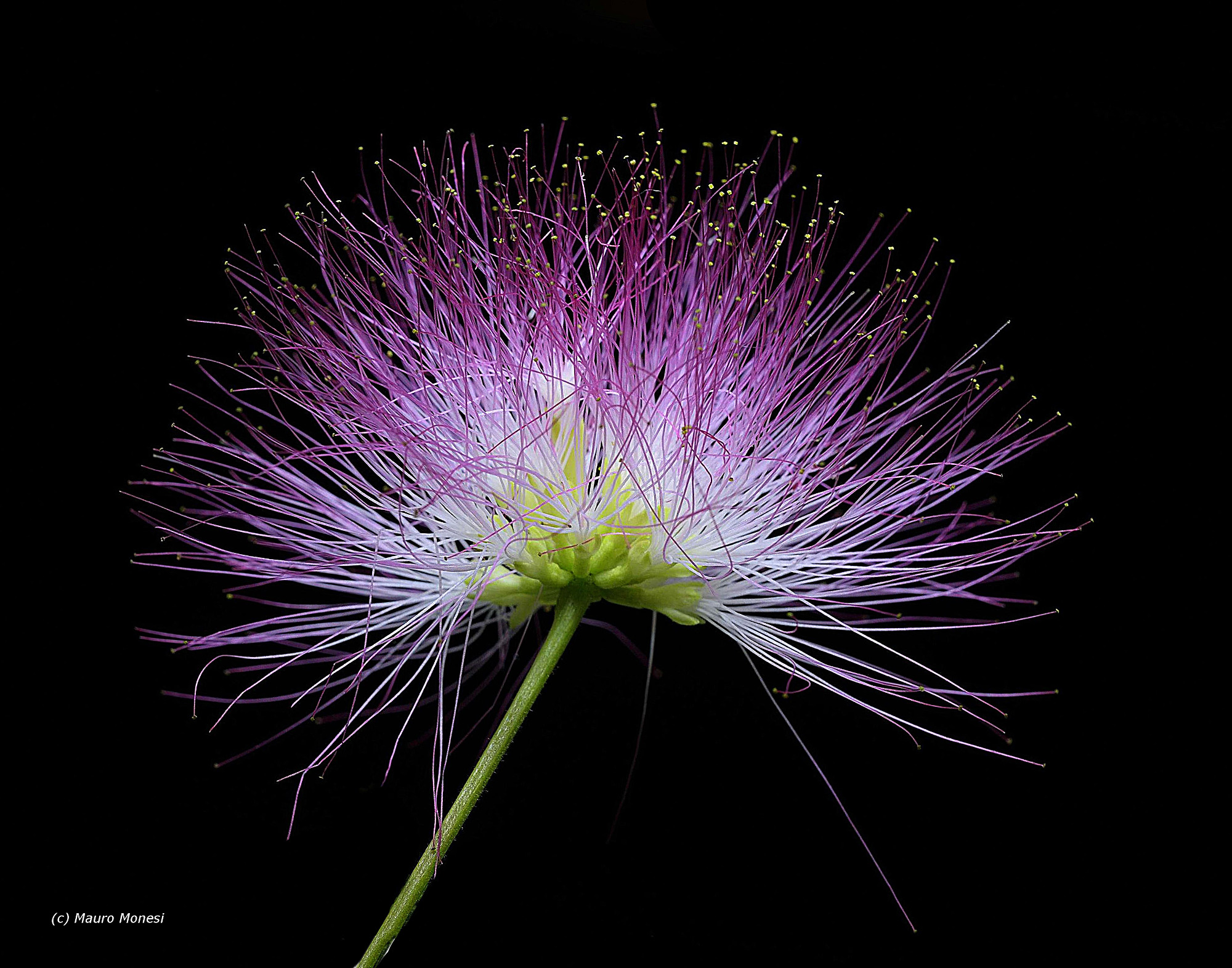 Flower of albania