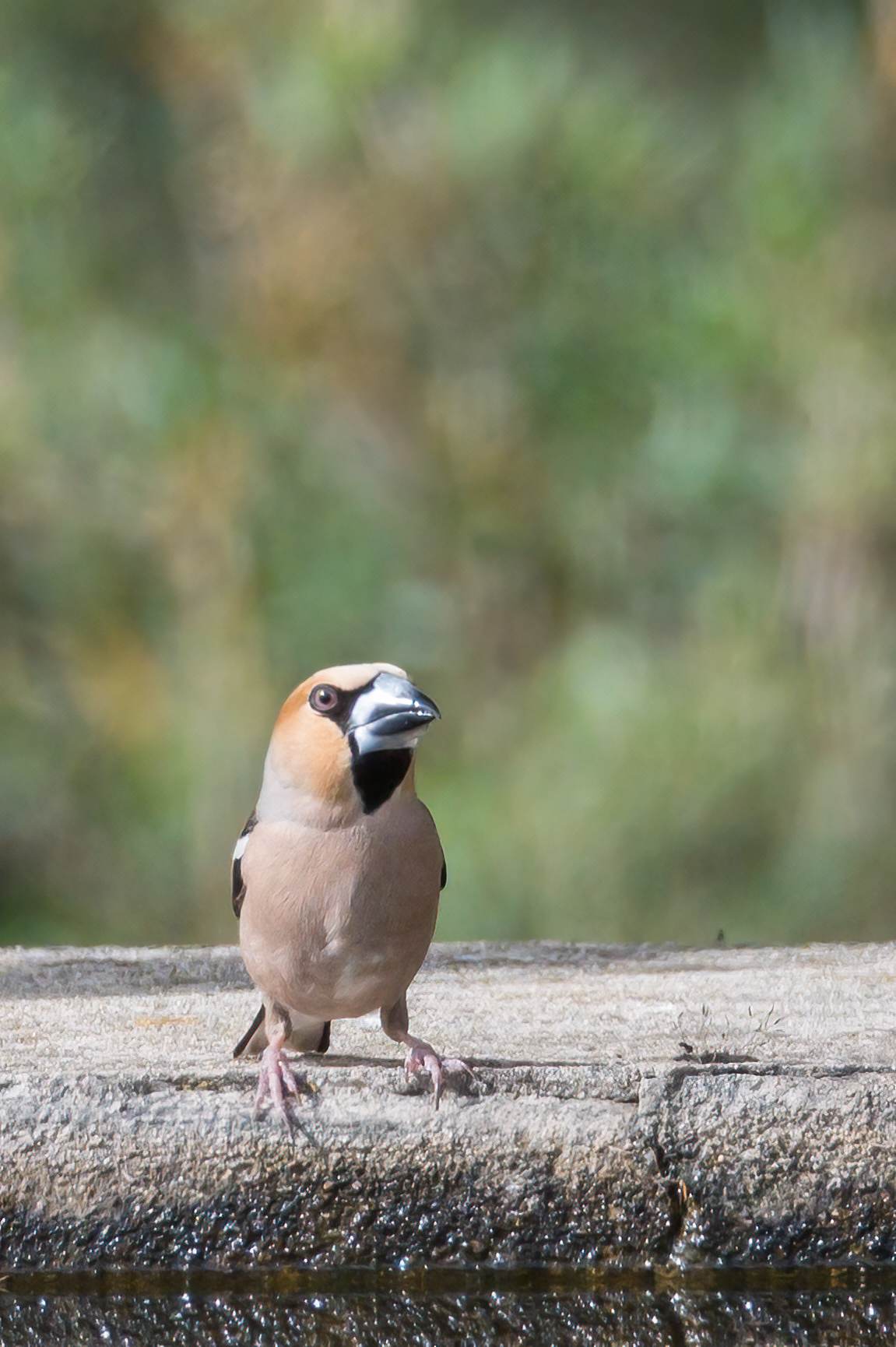 Hawfinch