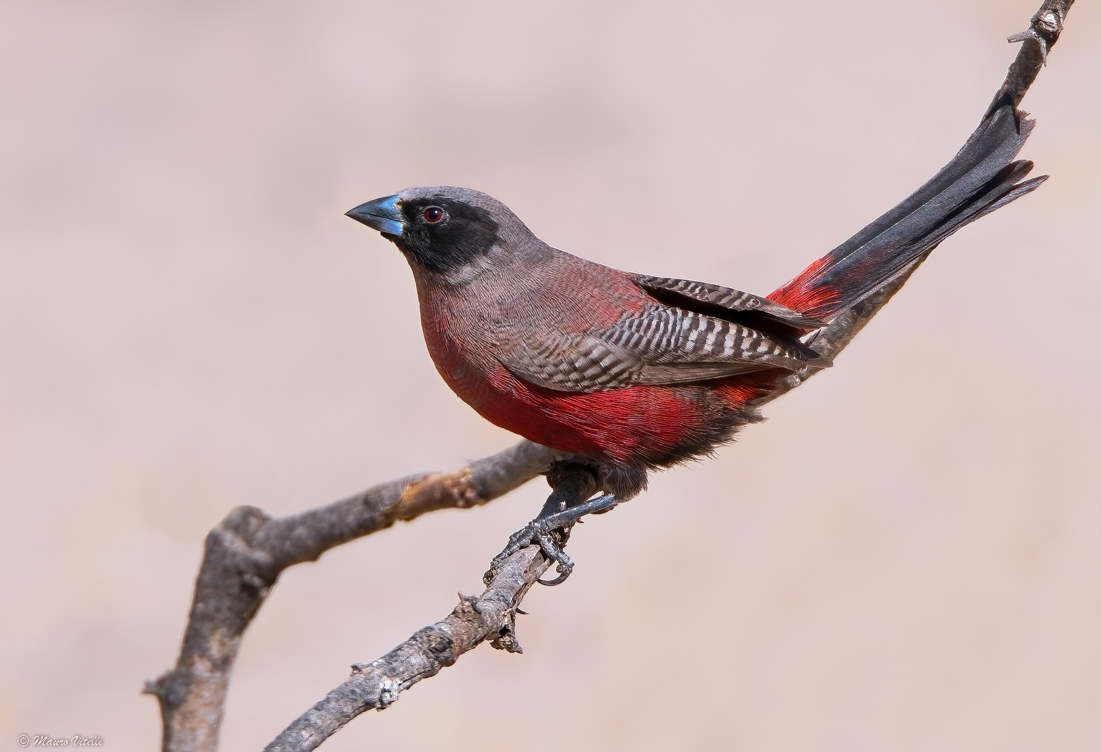 Black-faced wax beak (Kalahari)