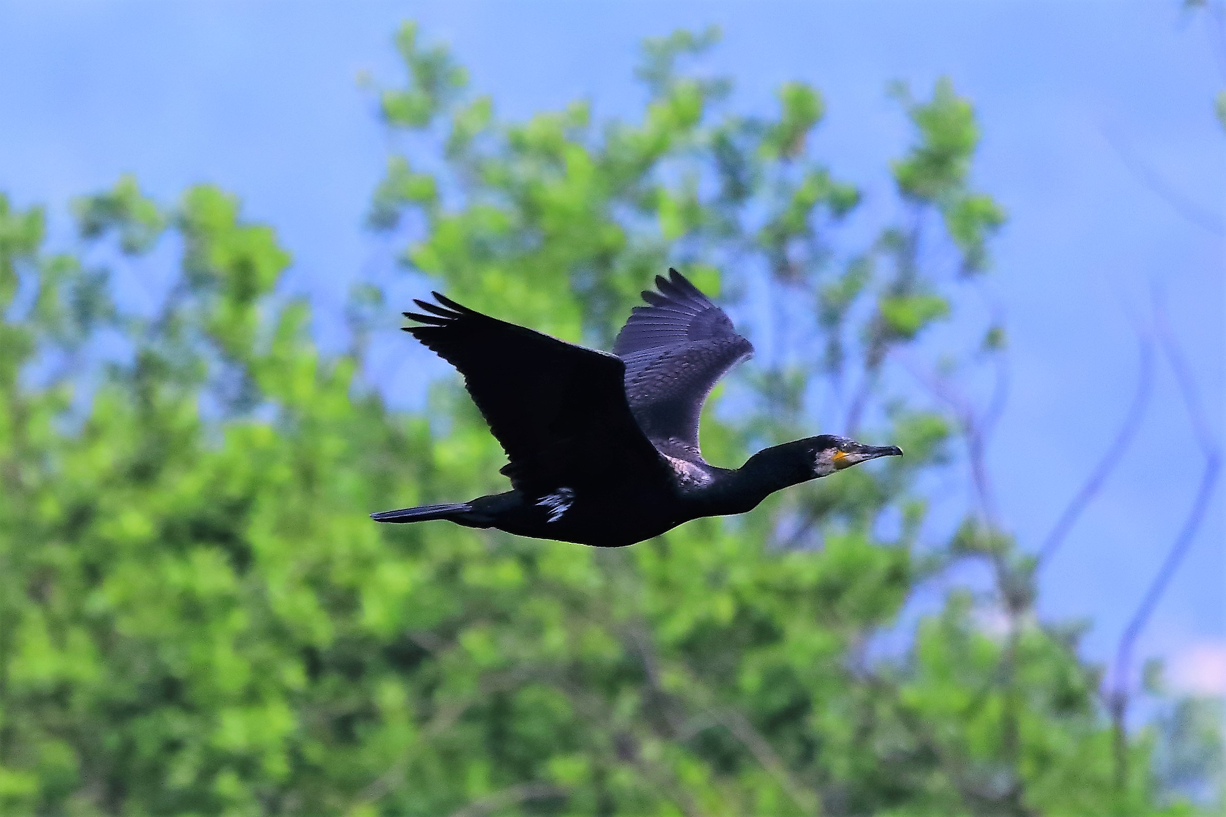 cormorano 22-05-2022