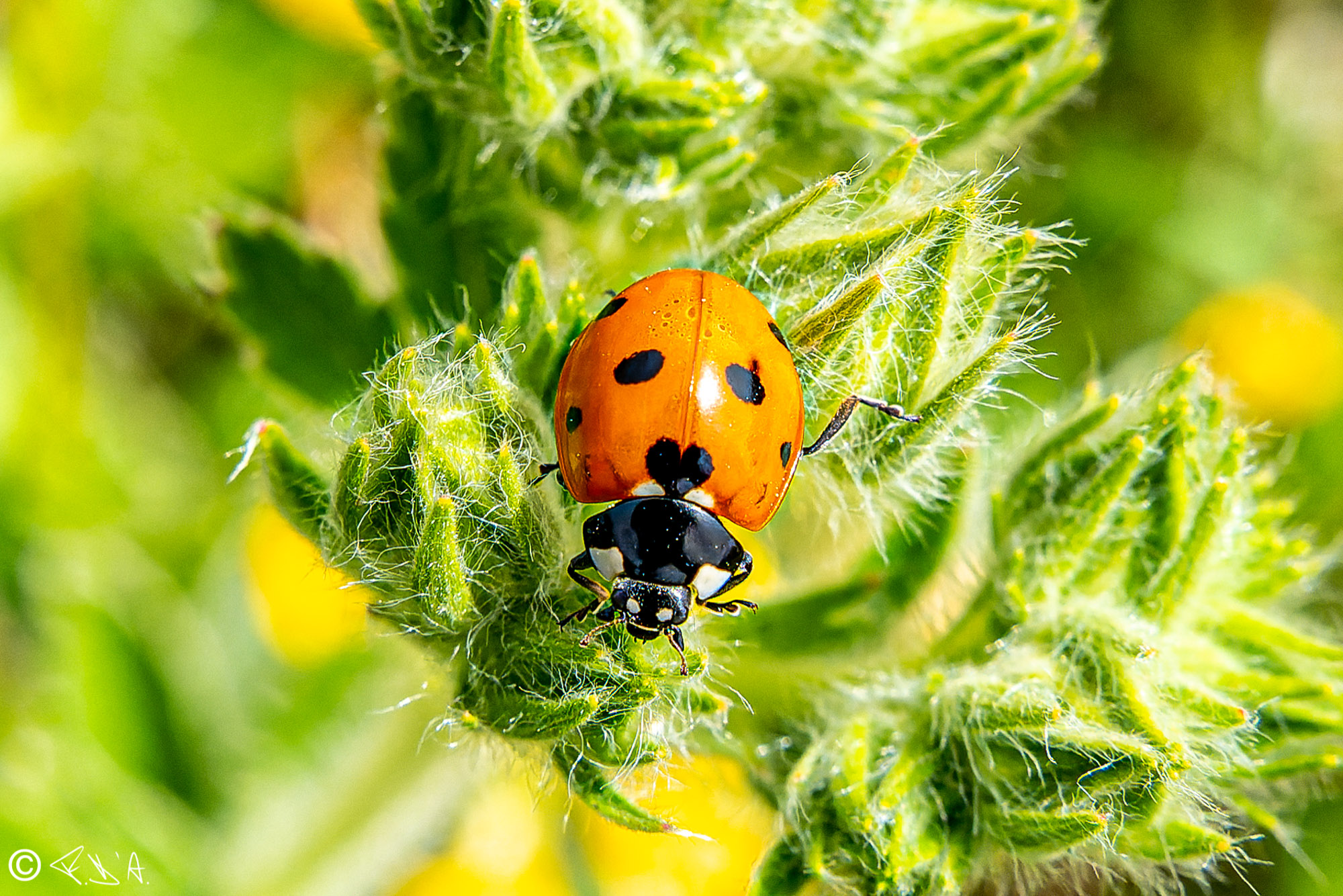 Ladybird