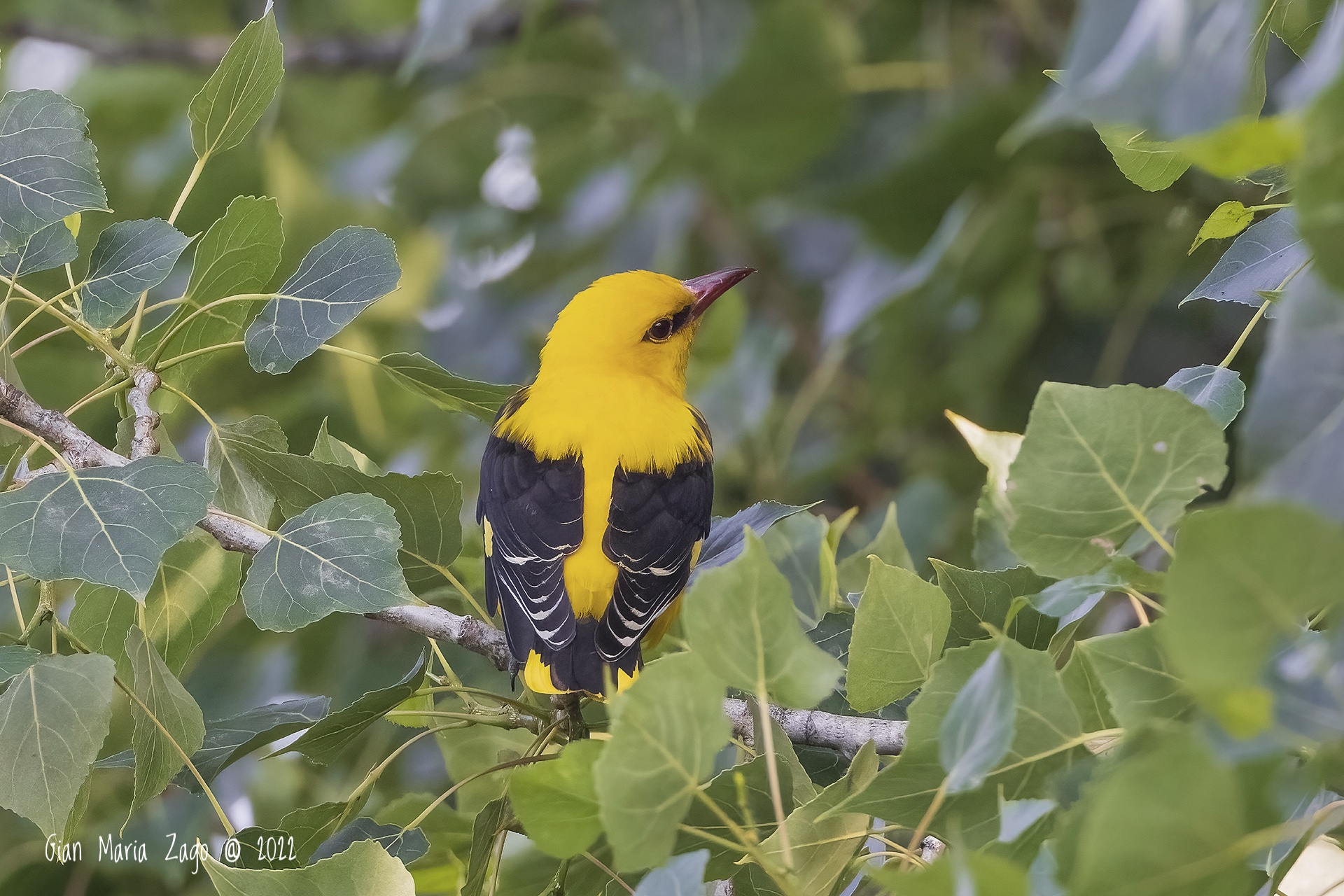 In his environment. The poplar.