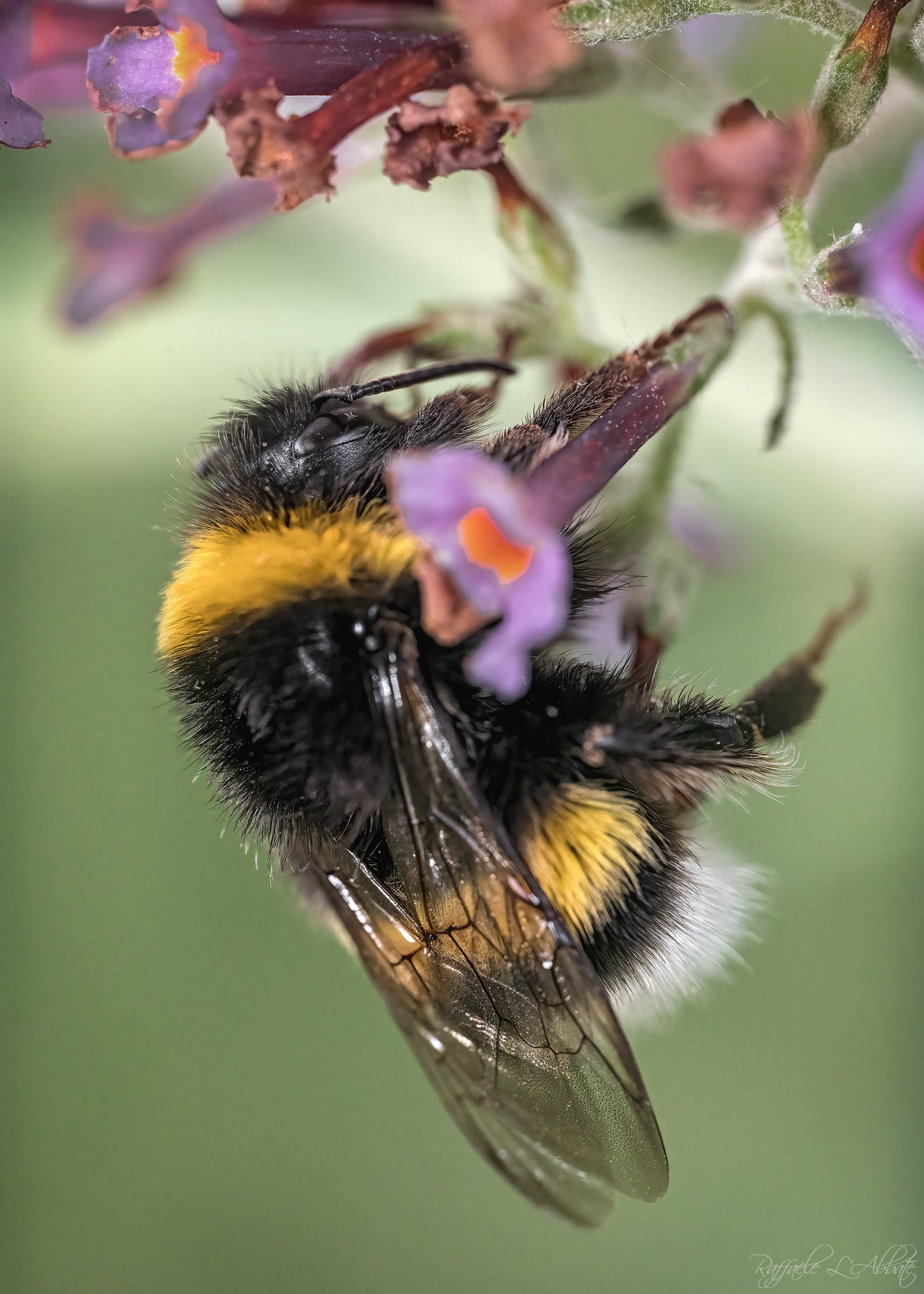 Il Bombo addormentato nel Bosco