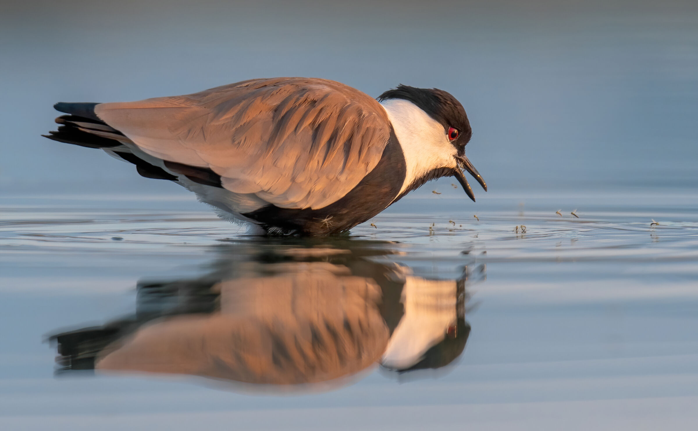 spur winged lapwing