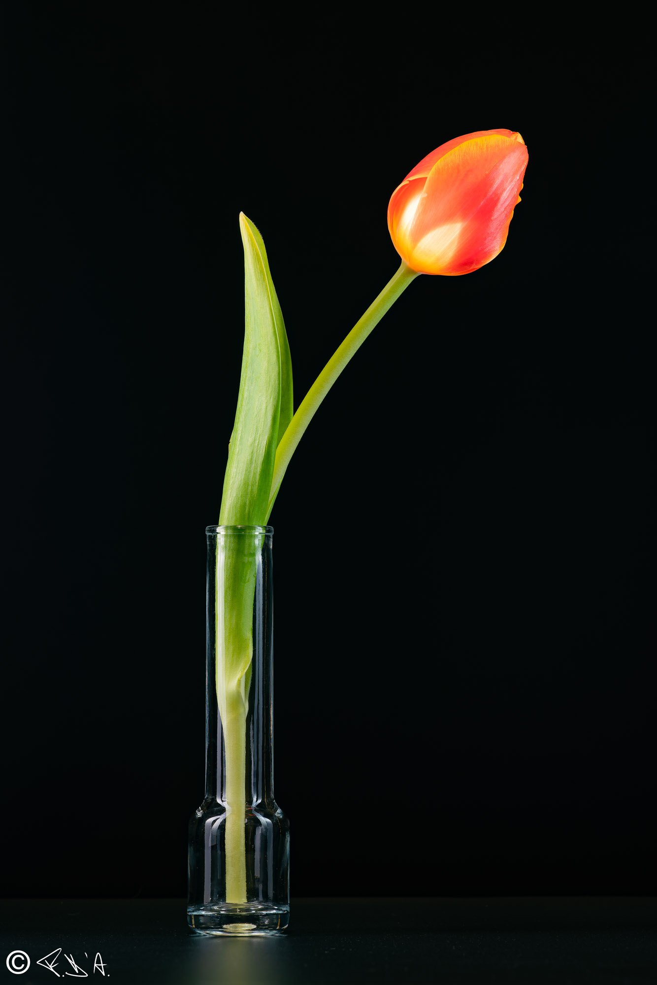 Red Tulip