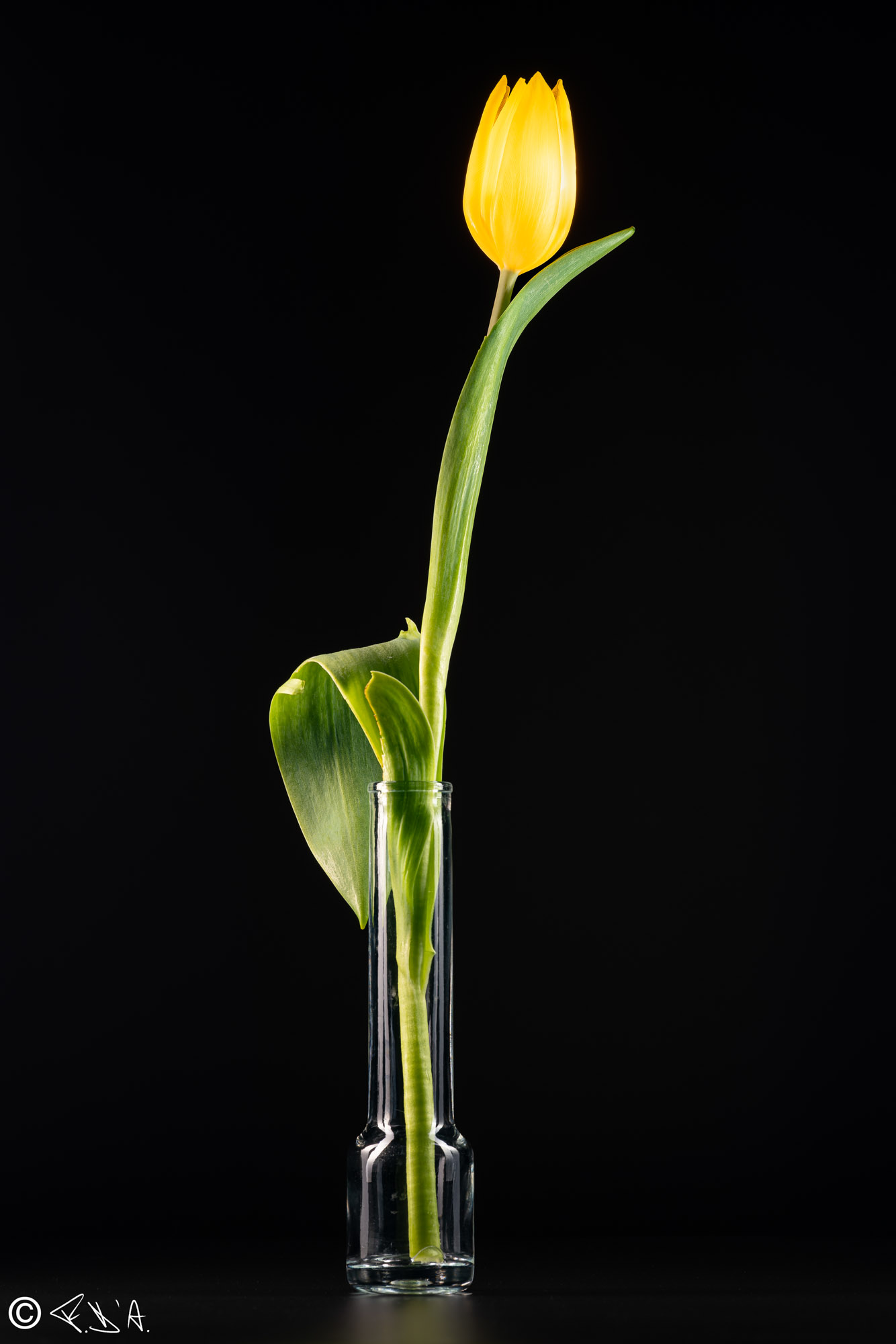 Yellow Tulip 2