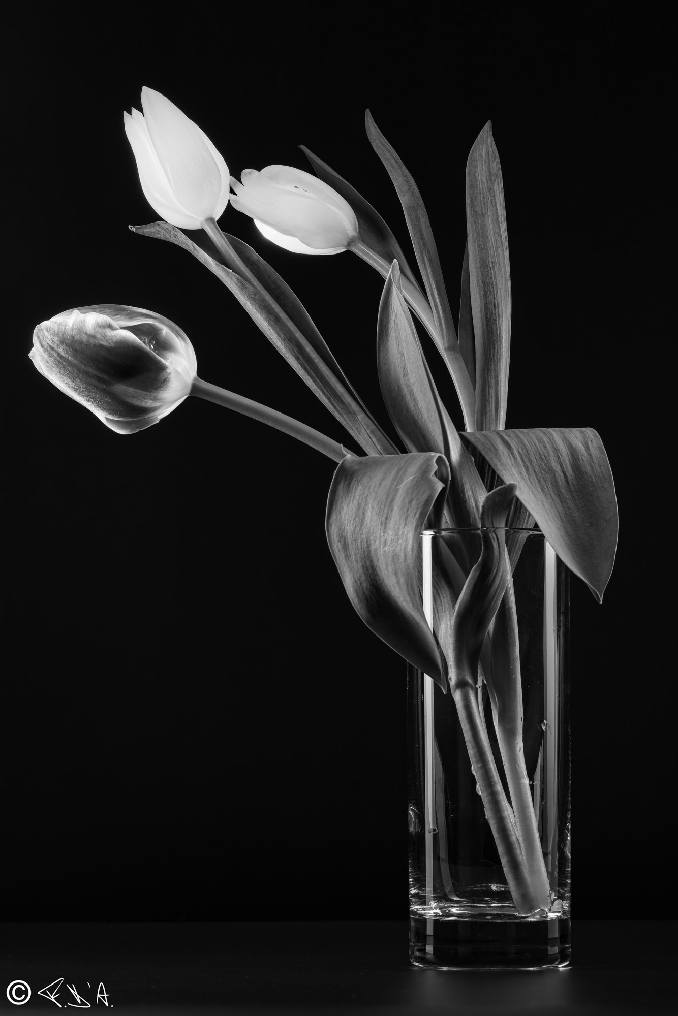 Tulips 3 B/W