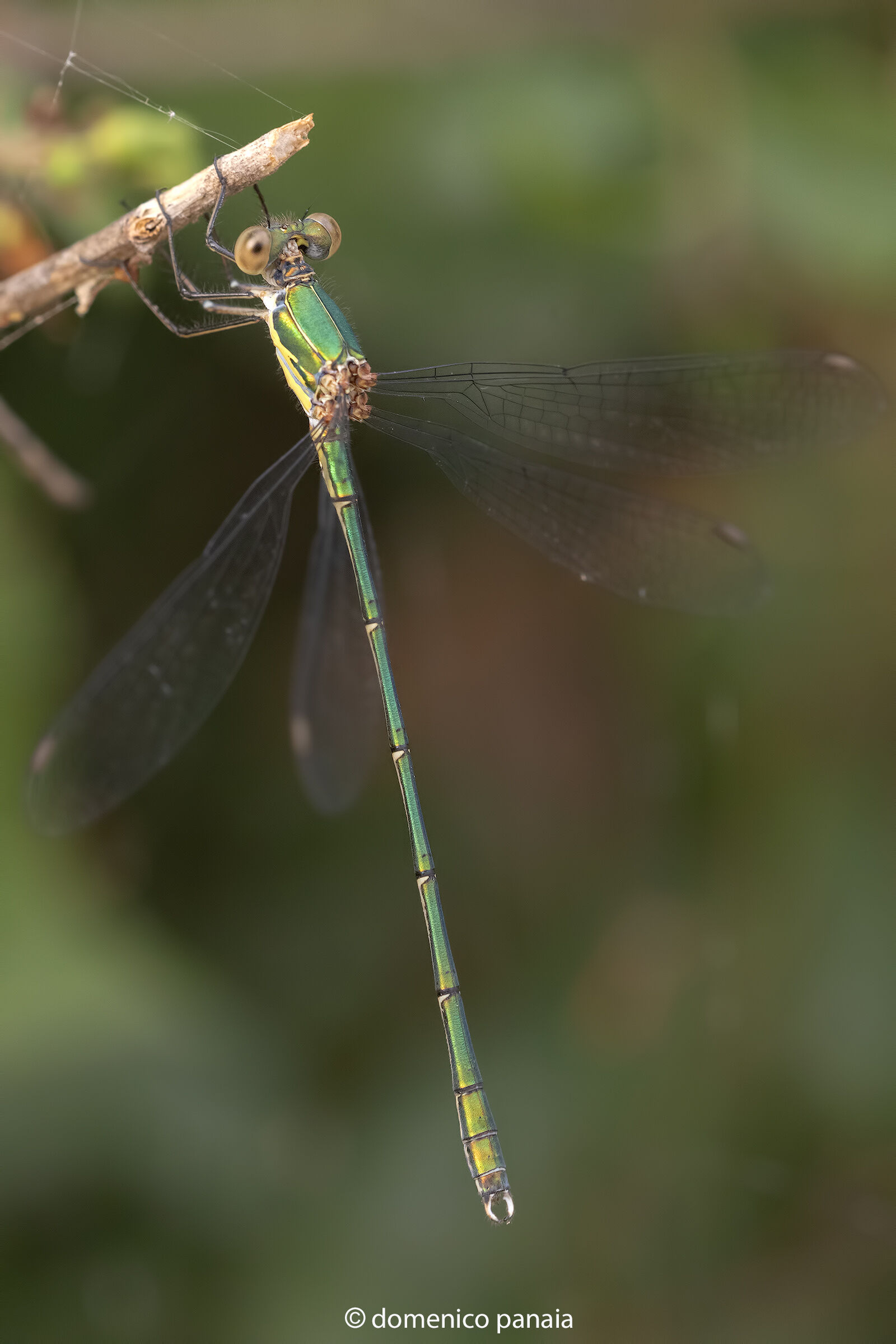 chalcolestes viridis