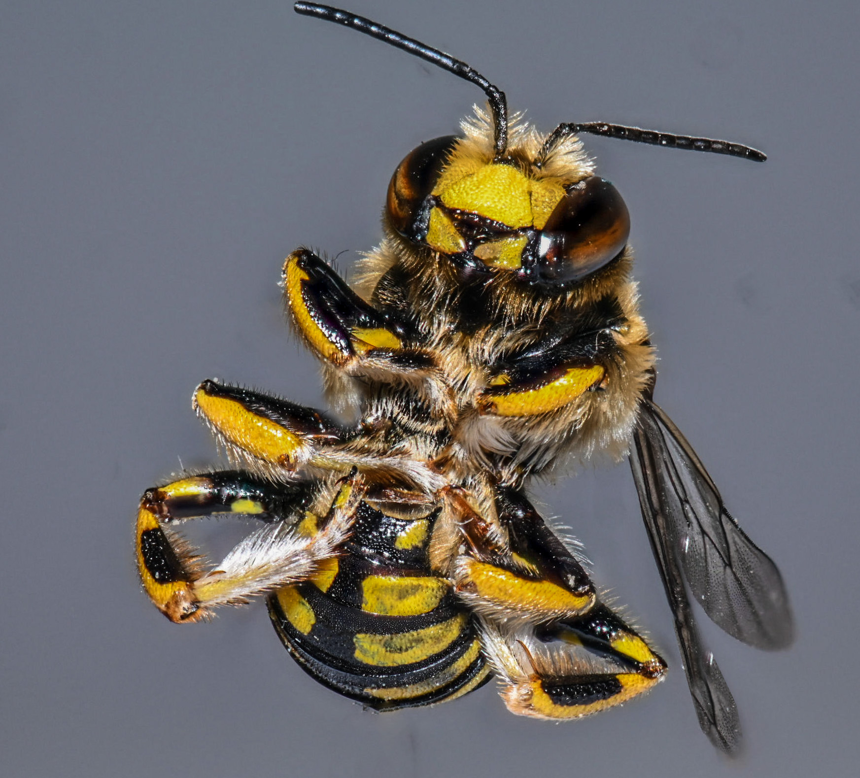 Anthidium sp. z o.o.