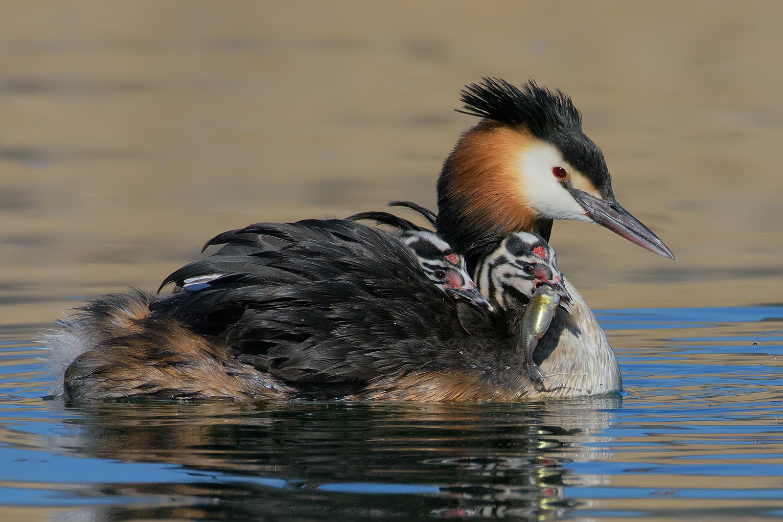 Grebe with pullets at breakfast.