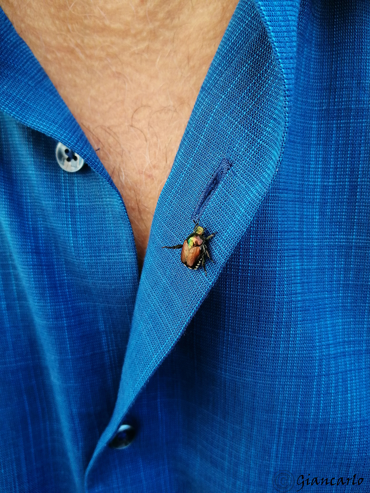 beetle