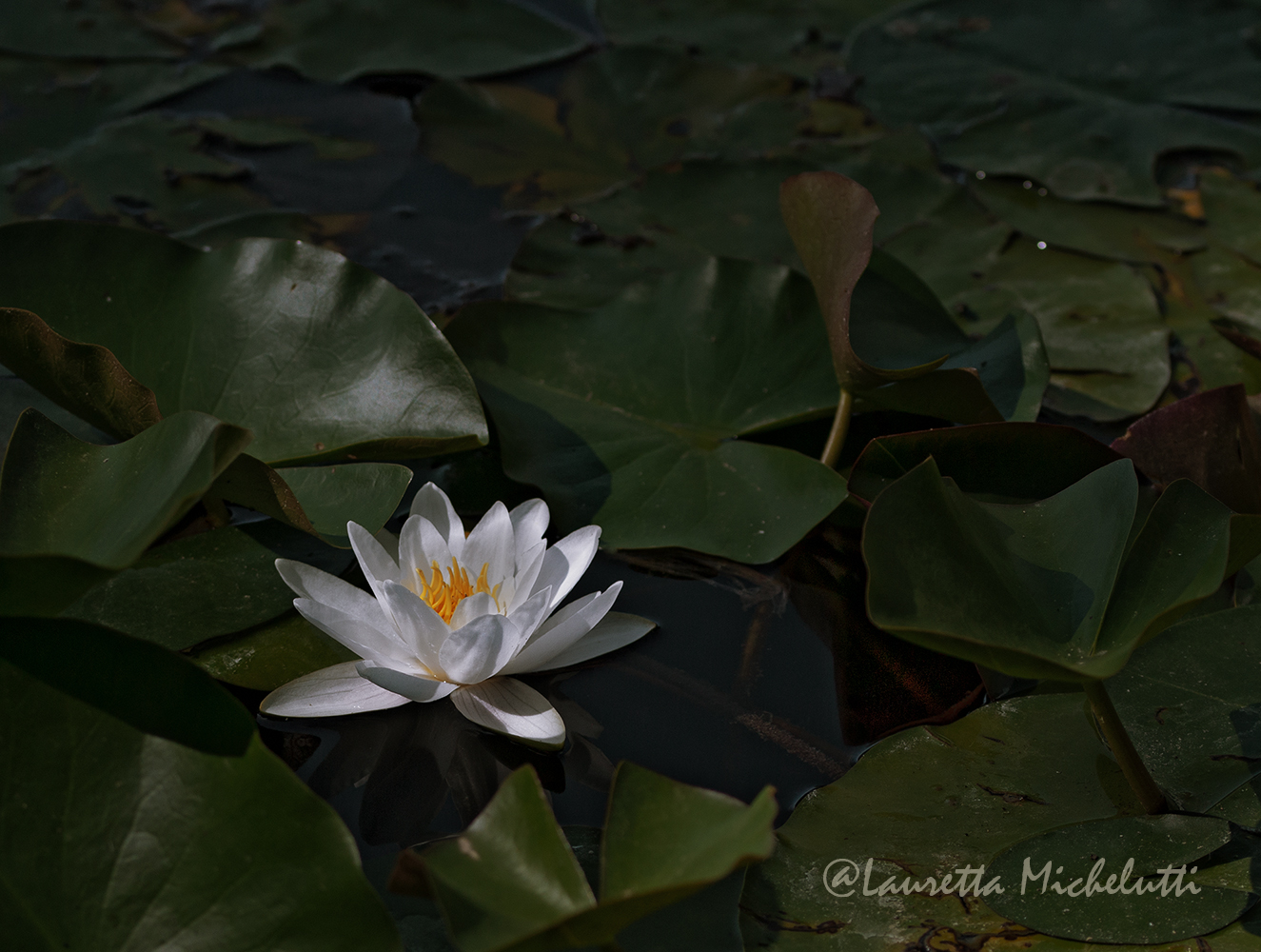 water lilies