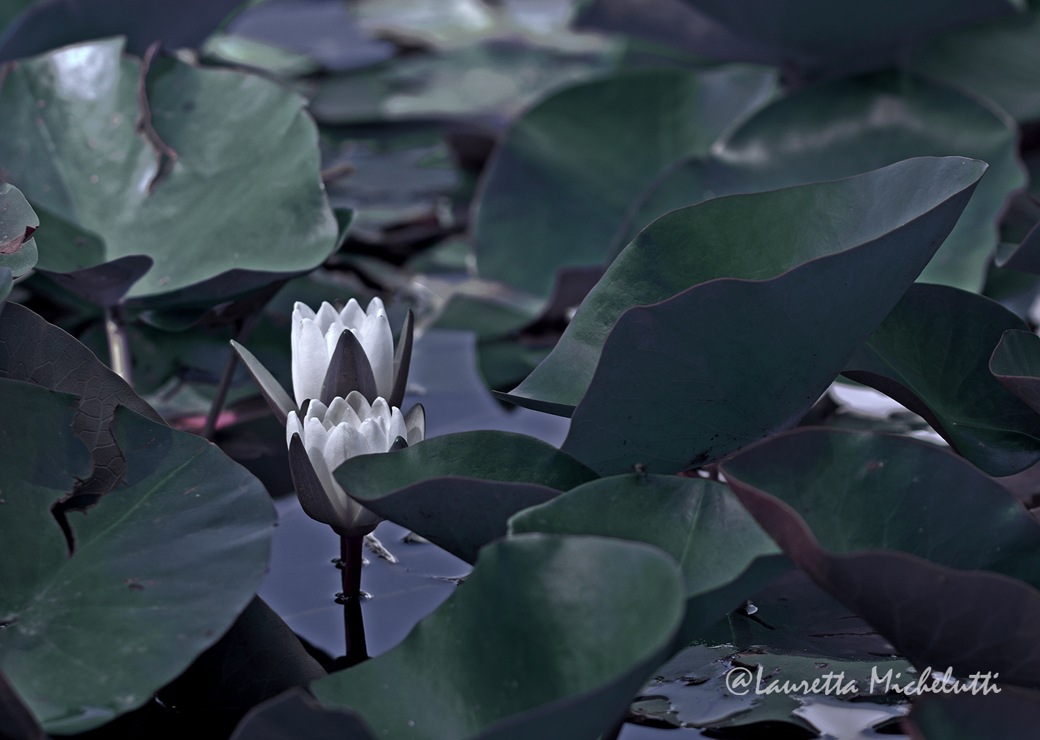 water lilies