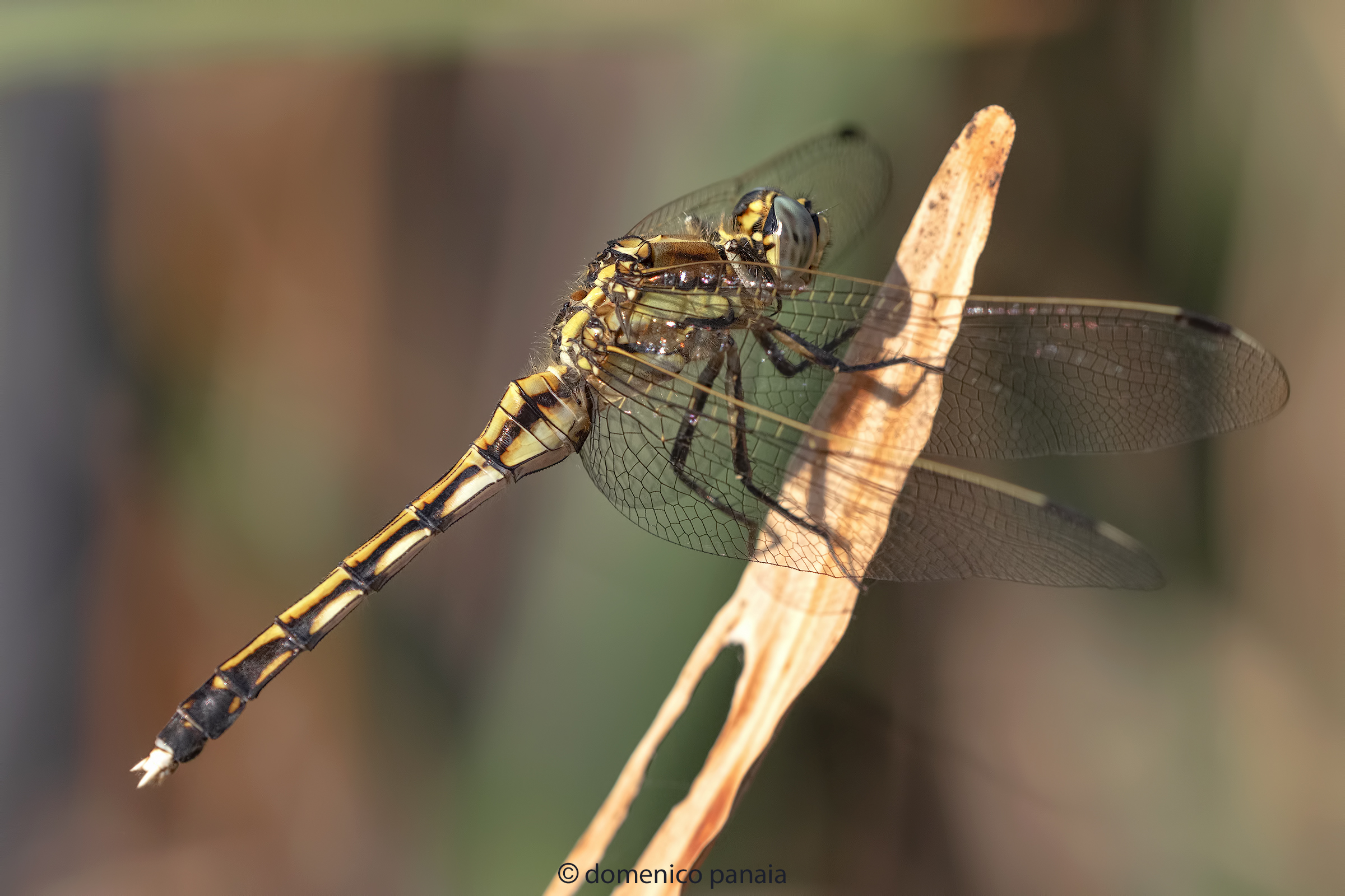 orthetrum albistylum female