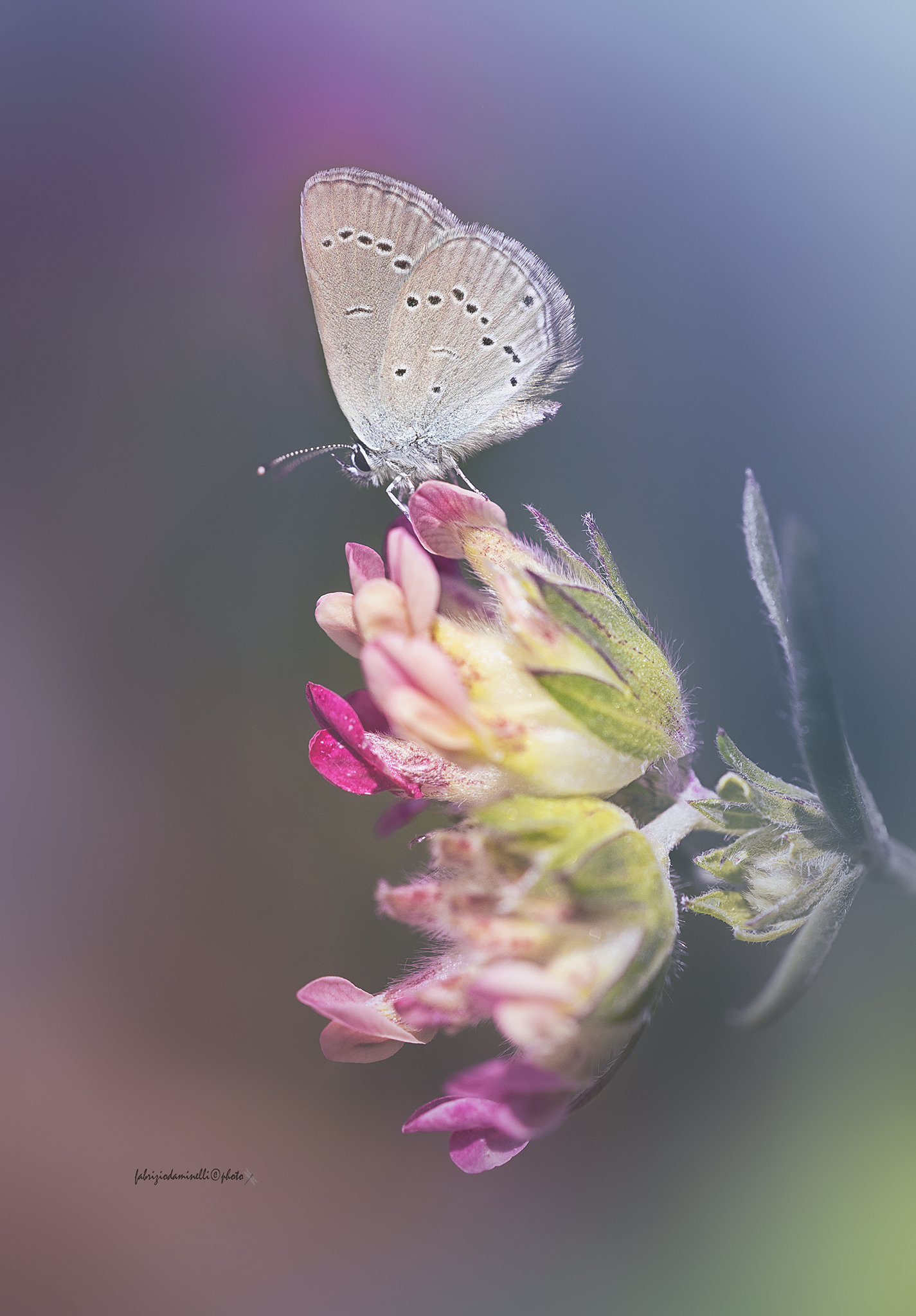 Polyommatus (Meleageria) daphnis