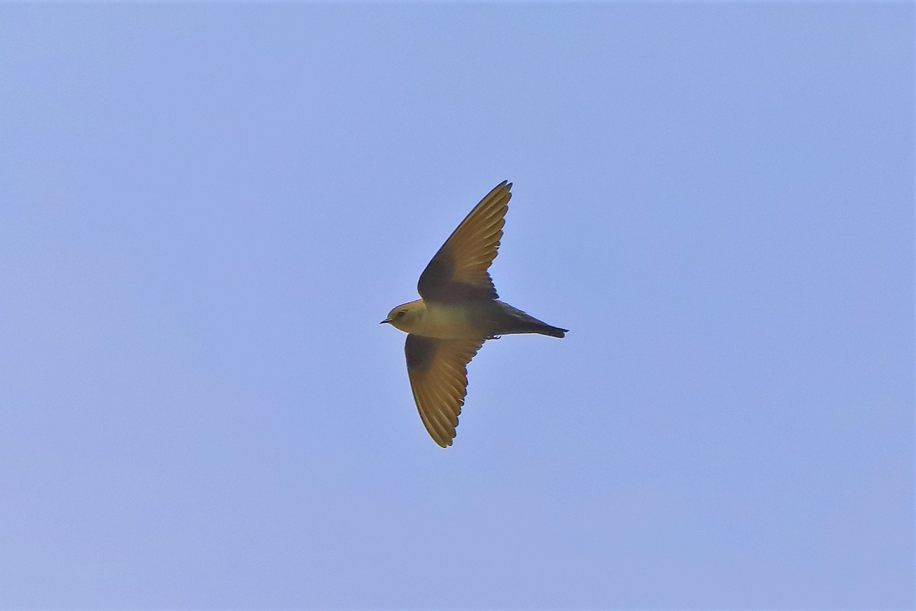 rondine montana 22-05-2022