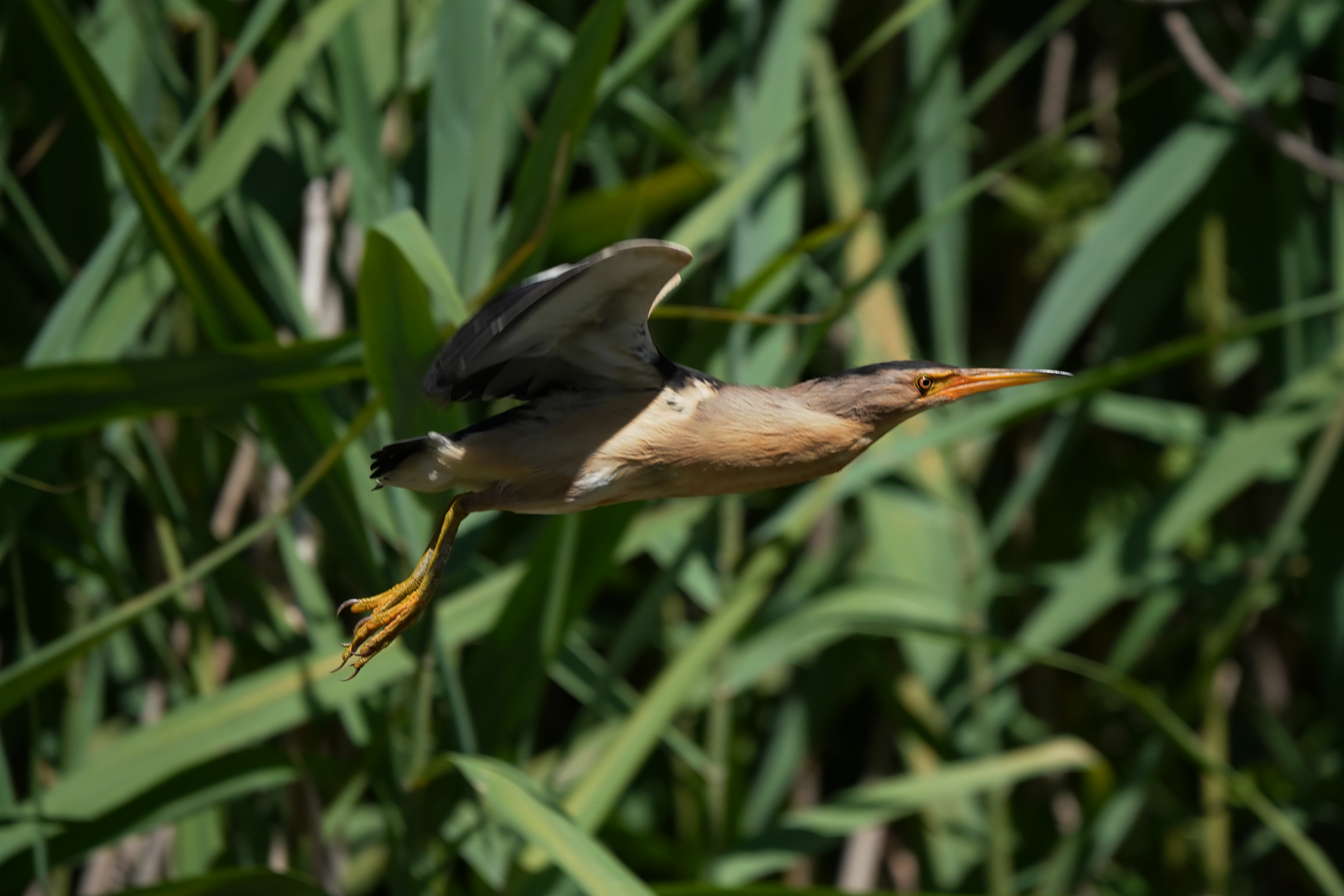 the flight